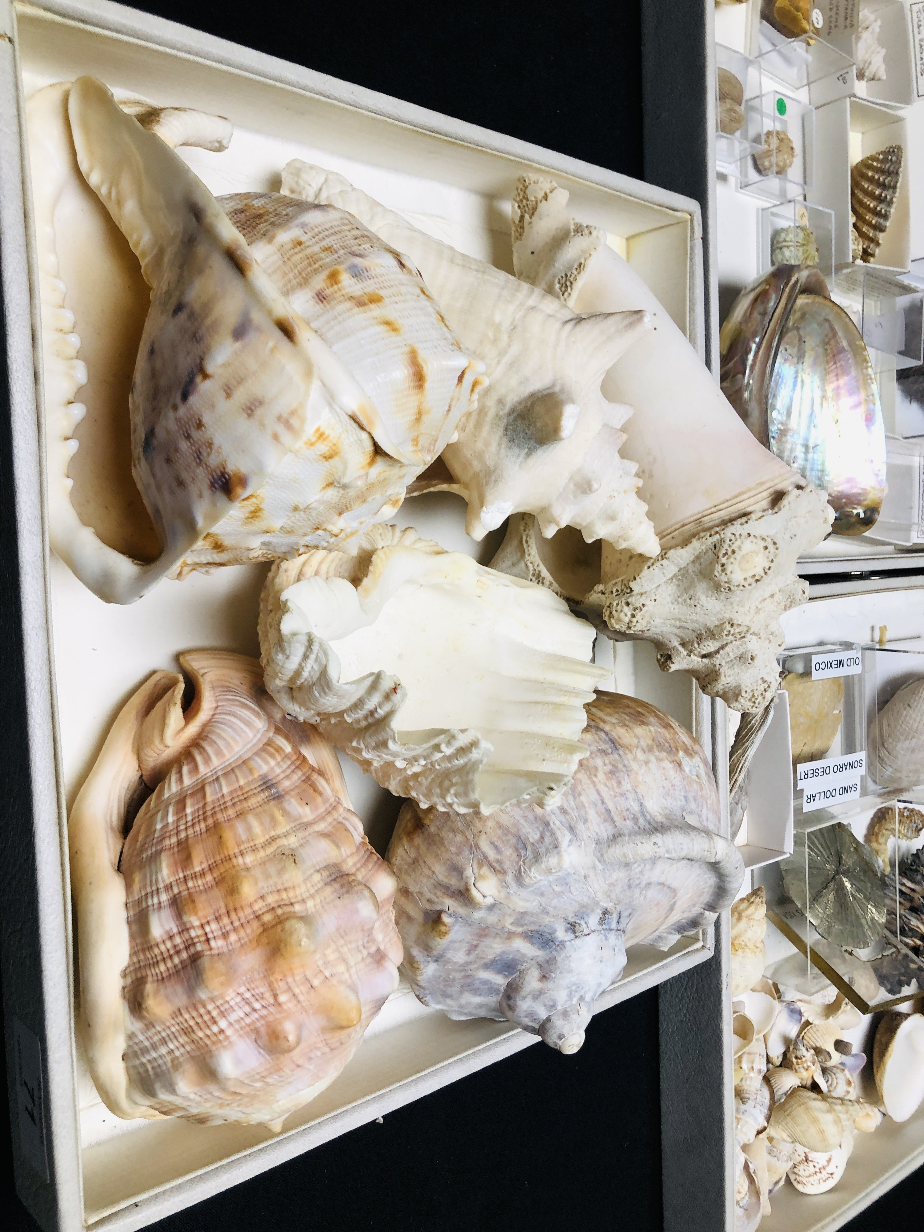 3 X TRAYS OF VARIOUS SEA SHELLS AND URCHINS TO INCLUDE PARECHINIDALE, SAND DOLLAR, SEAHORSES ETC. - Image 2 of 5