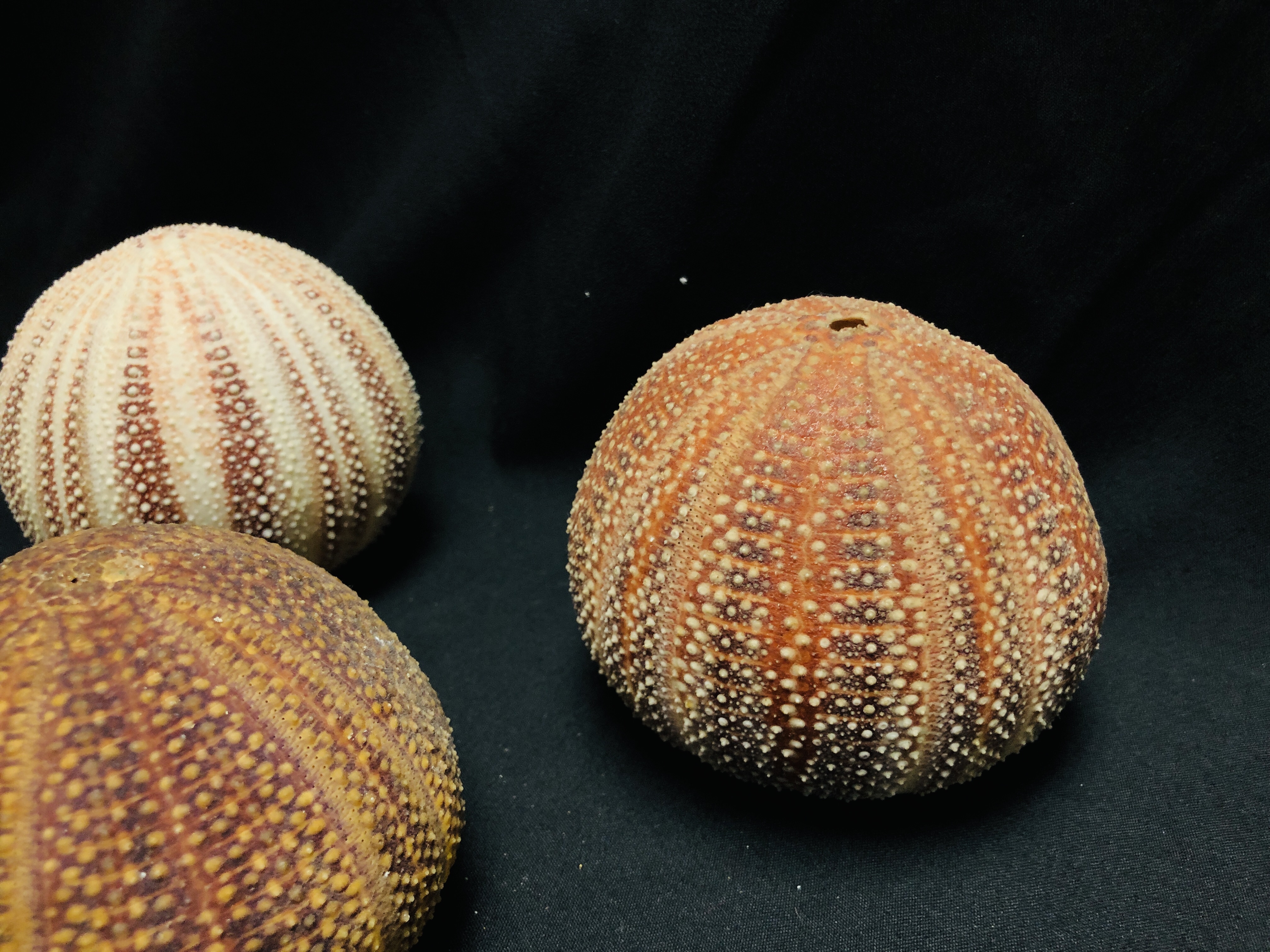 A COLLECTION OF SEA URCHINS, VARIOUS SIZES AND SPECIES. - Image 4 of 4