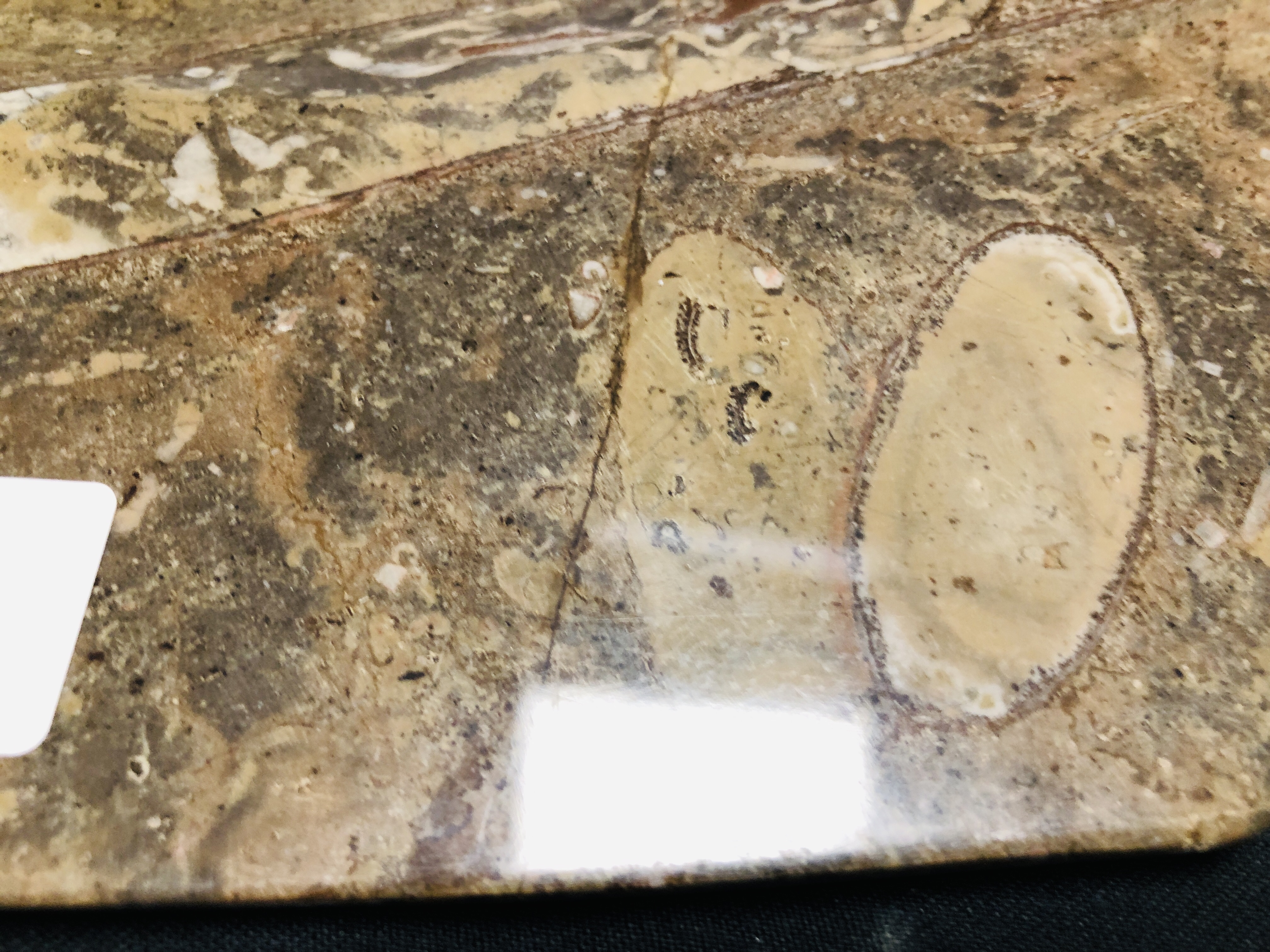 A PAIR OF OCTAGONAL FOSSIL PLATES CUT FROM THE ATLAS MOUNTAIN MAROCCO, W 40CM X H 40CM. - Image 5 of 7