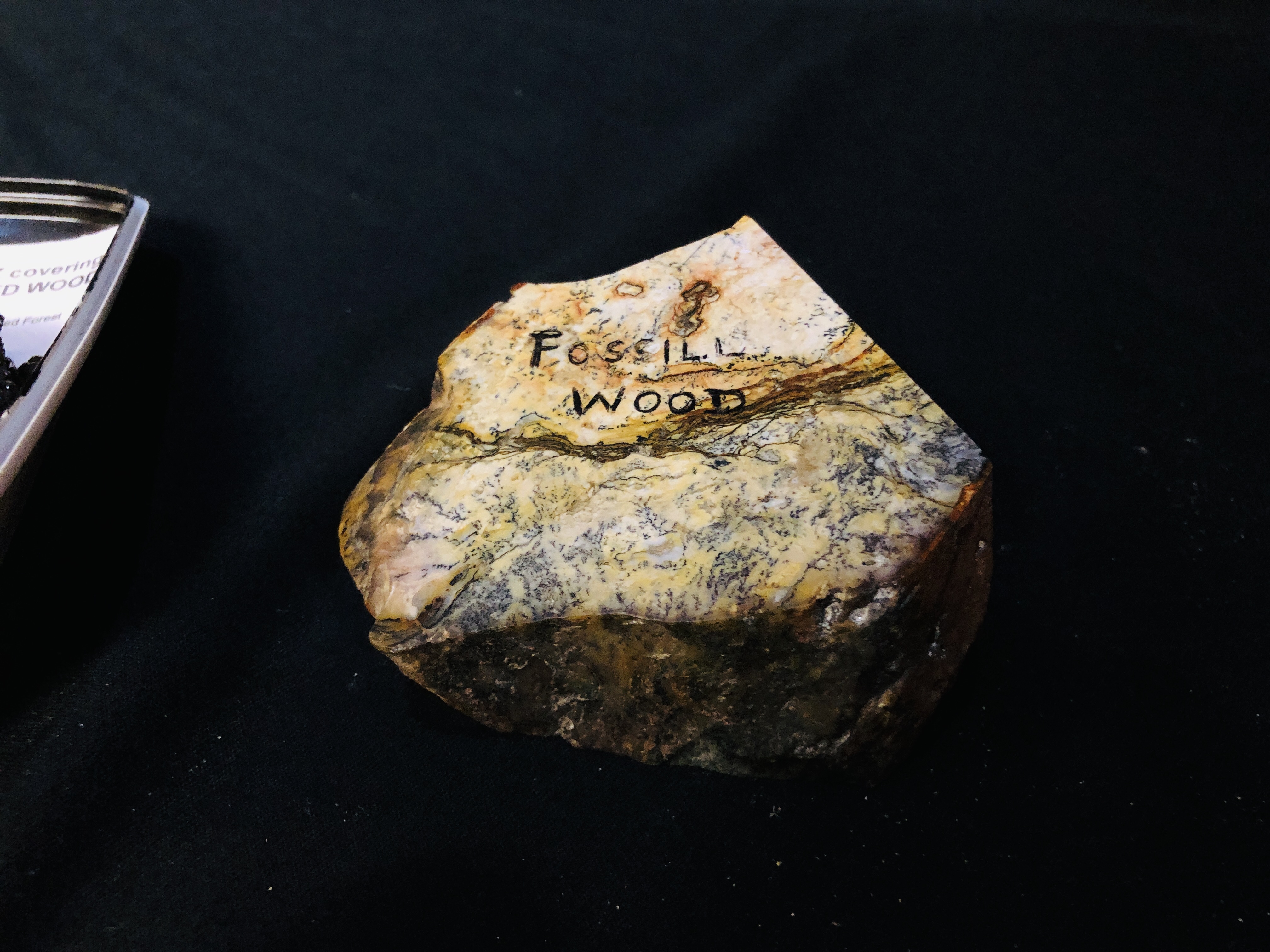 A GROUP OF 3 POLISHED SEGMENT TO INCLUDE FOSSILISED WOOD ALONG WITH A QUARTZ COVERING PETRIFIED - Image 3 of 5