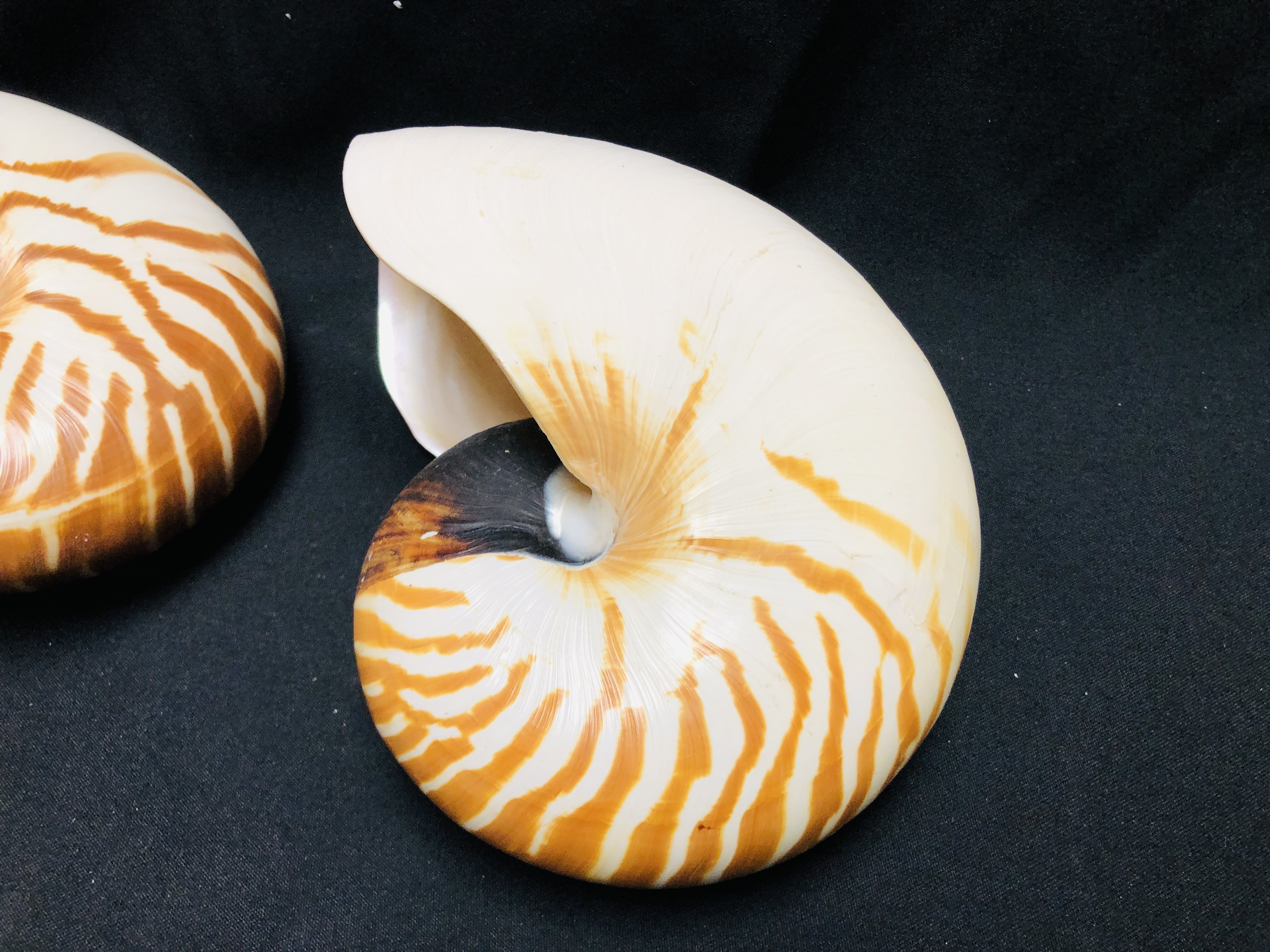 TWO NATURAL NAUTILUS SHELLS. - Image 2 of 4