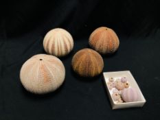 A COLLECTION OF SEA URCHINS, VARIOUS SIZES AND SPECIES.