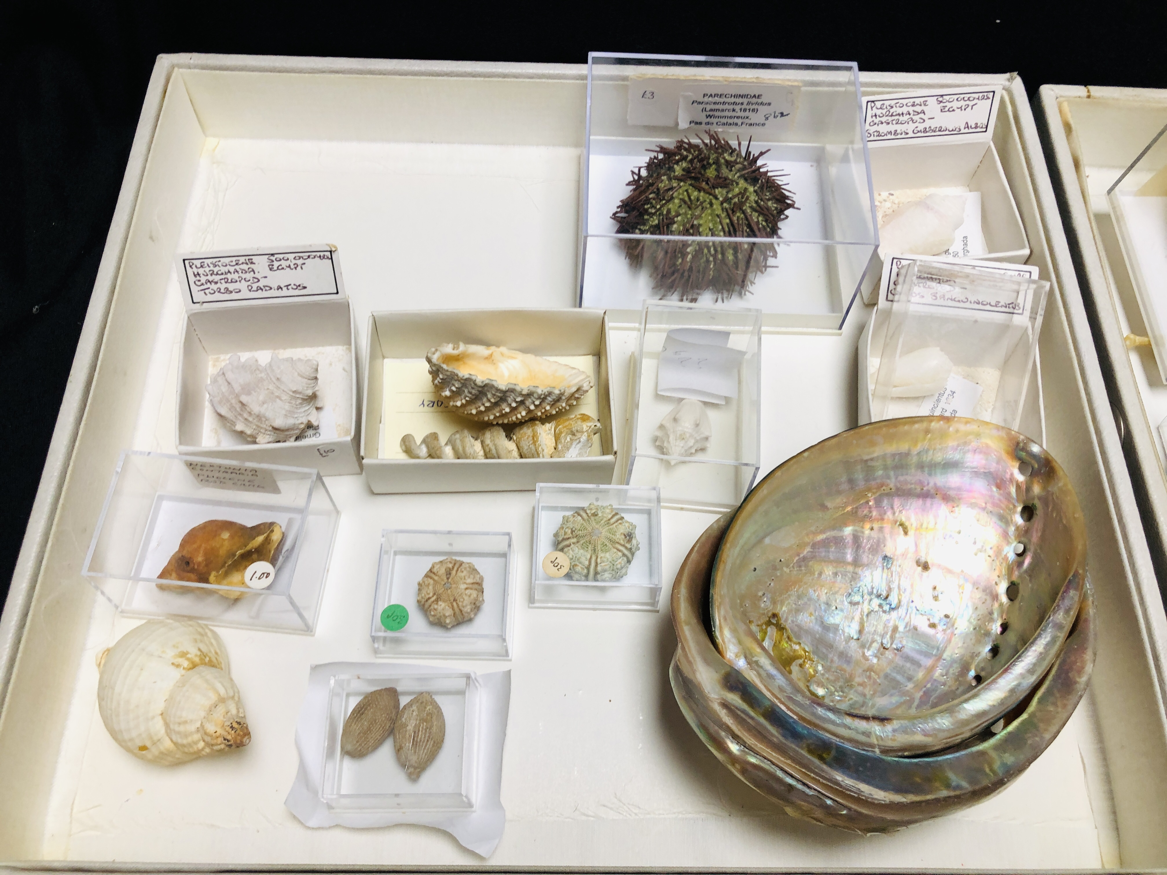 3 X TRAYS OF VARIOUS SEA SHELLS AND URCHINS TO INCLUDE PARECHINIDALE, SAND DOLLAR, SEAHORSES ETC. - Image 5 of 5