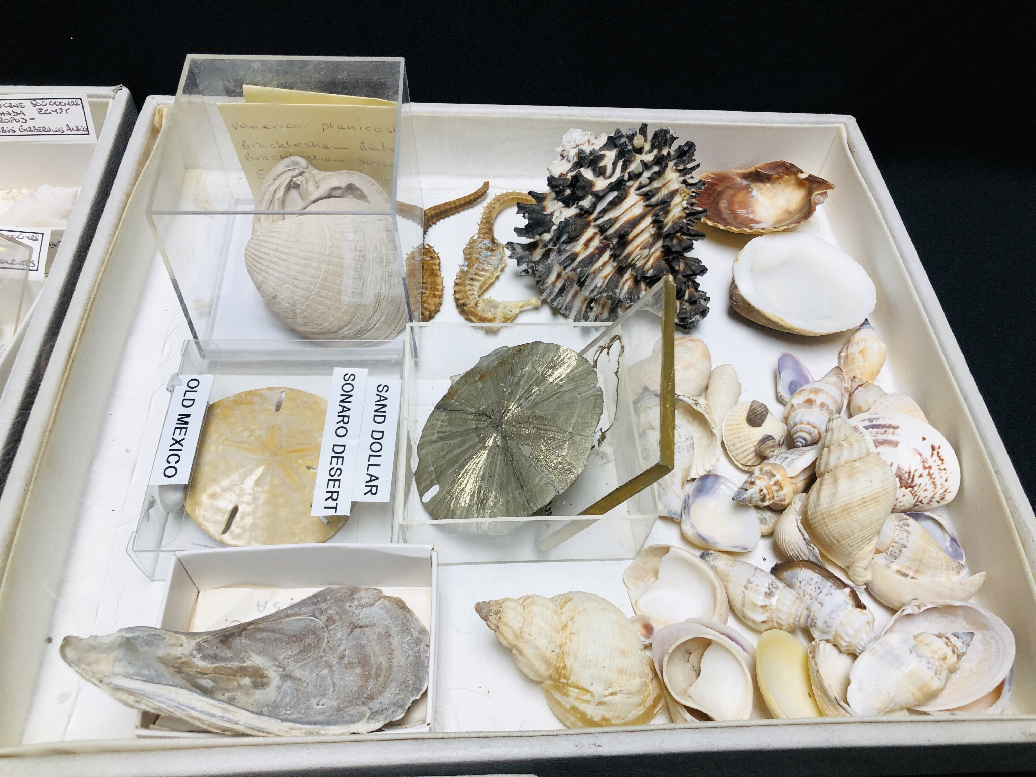 3 X TRAYS OF VARIOUS SEA SHELLS AND URCHINS TO INCLUDE PARECHINIDALE, SAND DOLLAR, SEAHORSES ETC. - Image 3 of 5