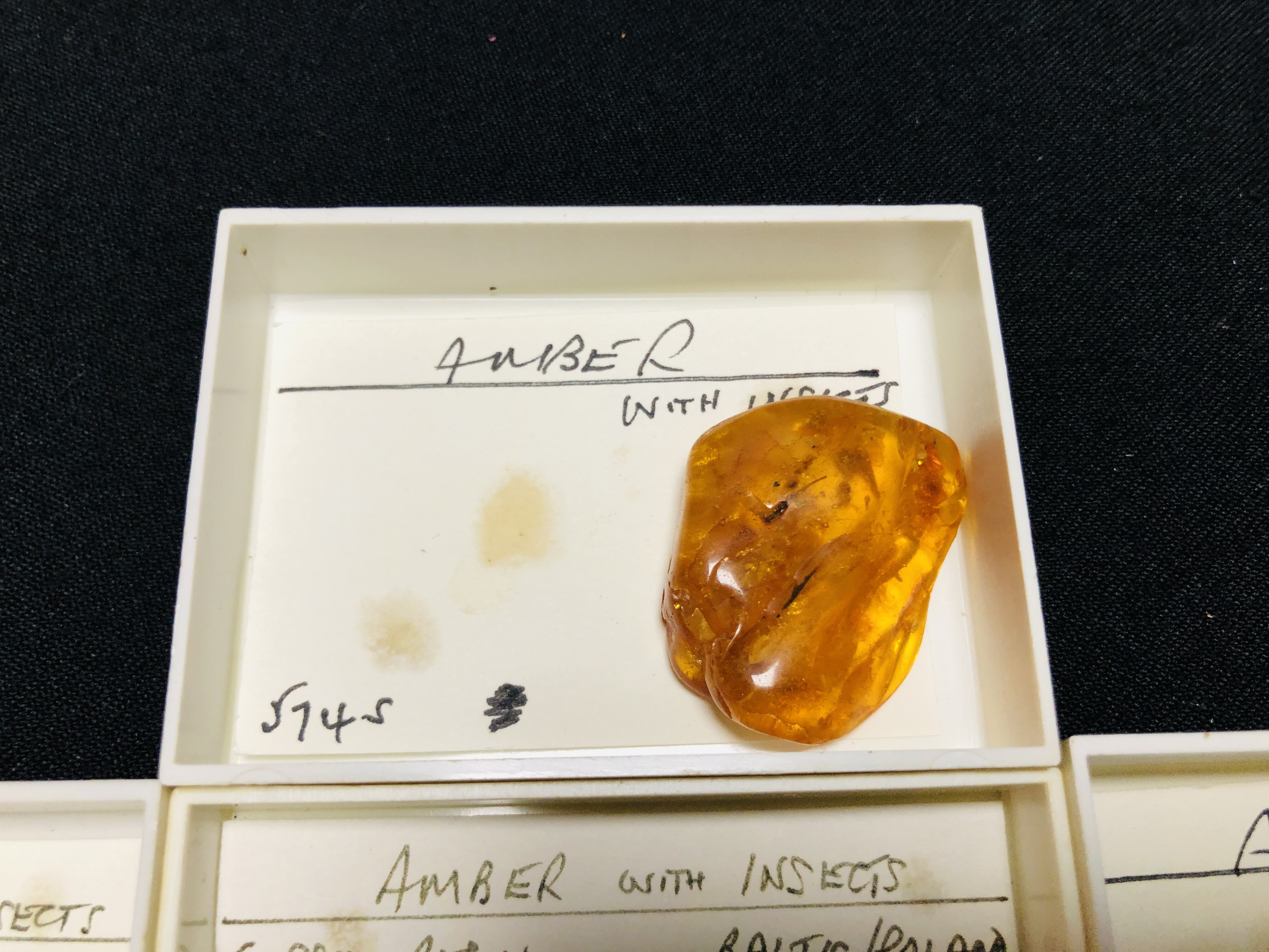 A COLLECTION OF 7 CASED EXAMPLES OF AMBER WITH VARIOUS INSET INSECTS ETC. - Image 5 of 5