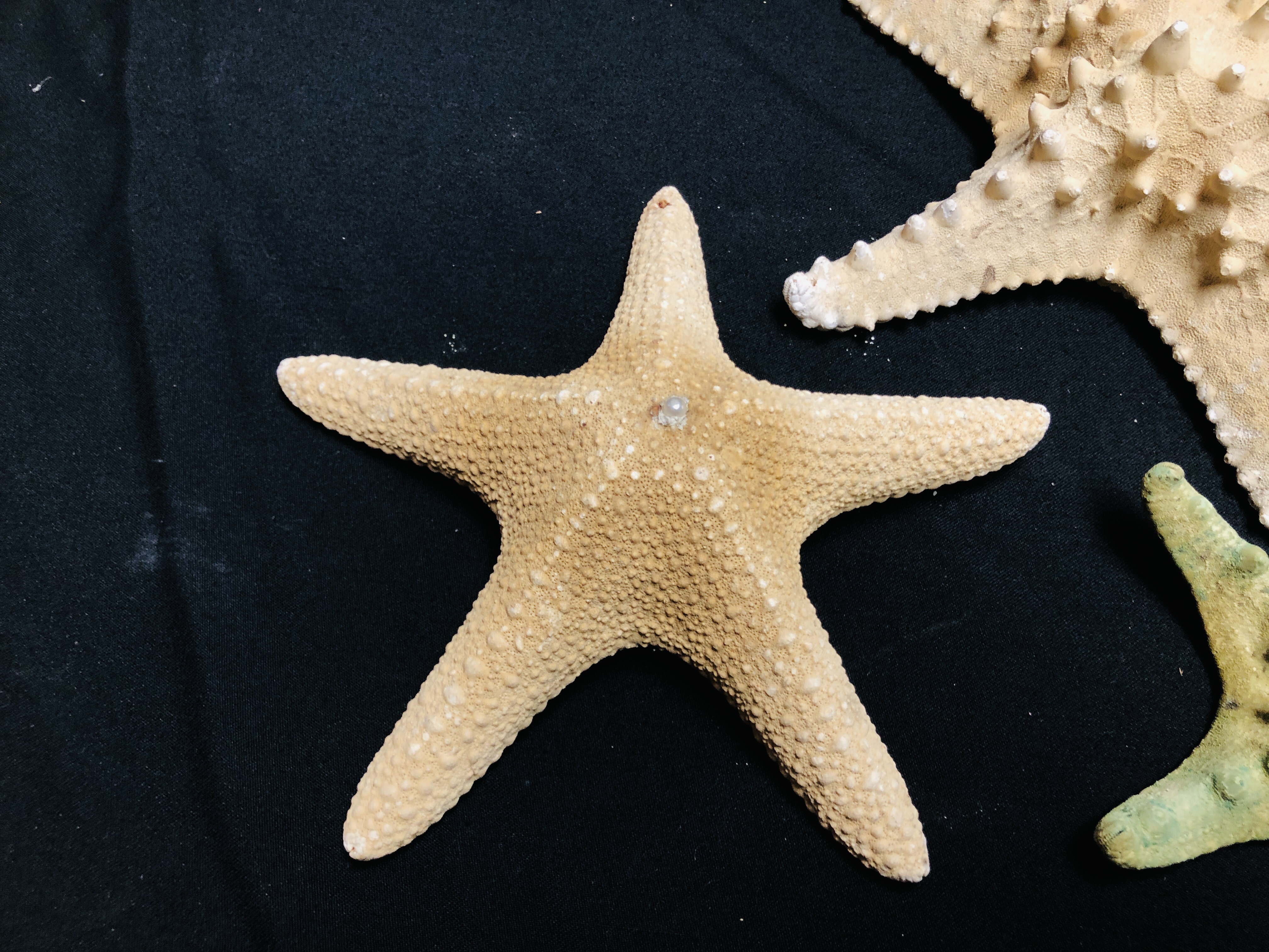 A GROUP OF 5 STARFISH, VARIOUS SIZES AND SPECIES. - Image 5 of 5