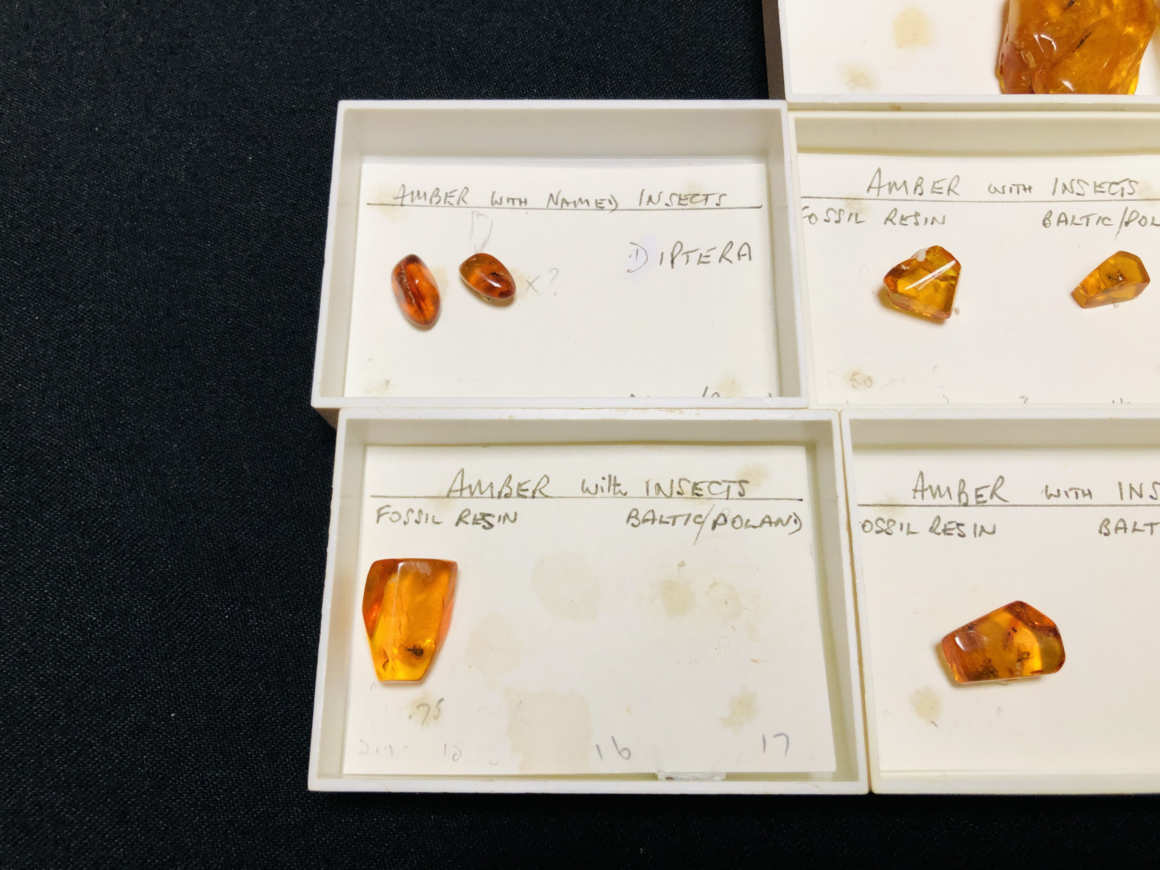 A COLLECTION OF 7 CASED EXAMPLES OF AMBER WITH VARIOUS INSET INSECTS ETC. - Image 2 of 5