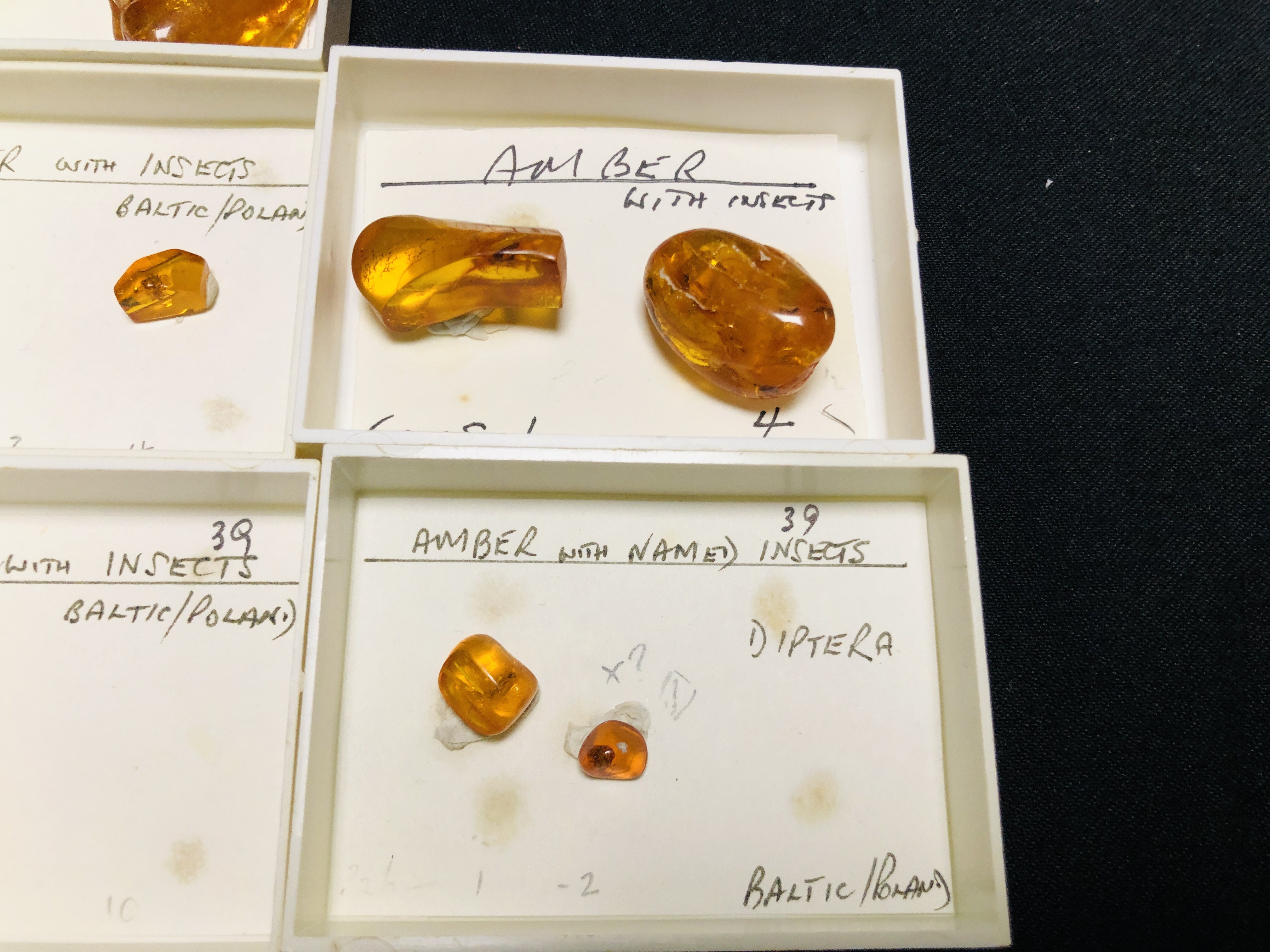 A COLLECTION OF 7 CASED EXAMPLES OF AMBER WITH VARIOUS INSET INSECTS ETC. - Image 4 of 5