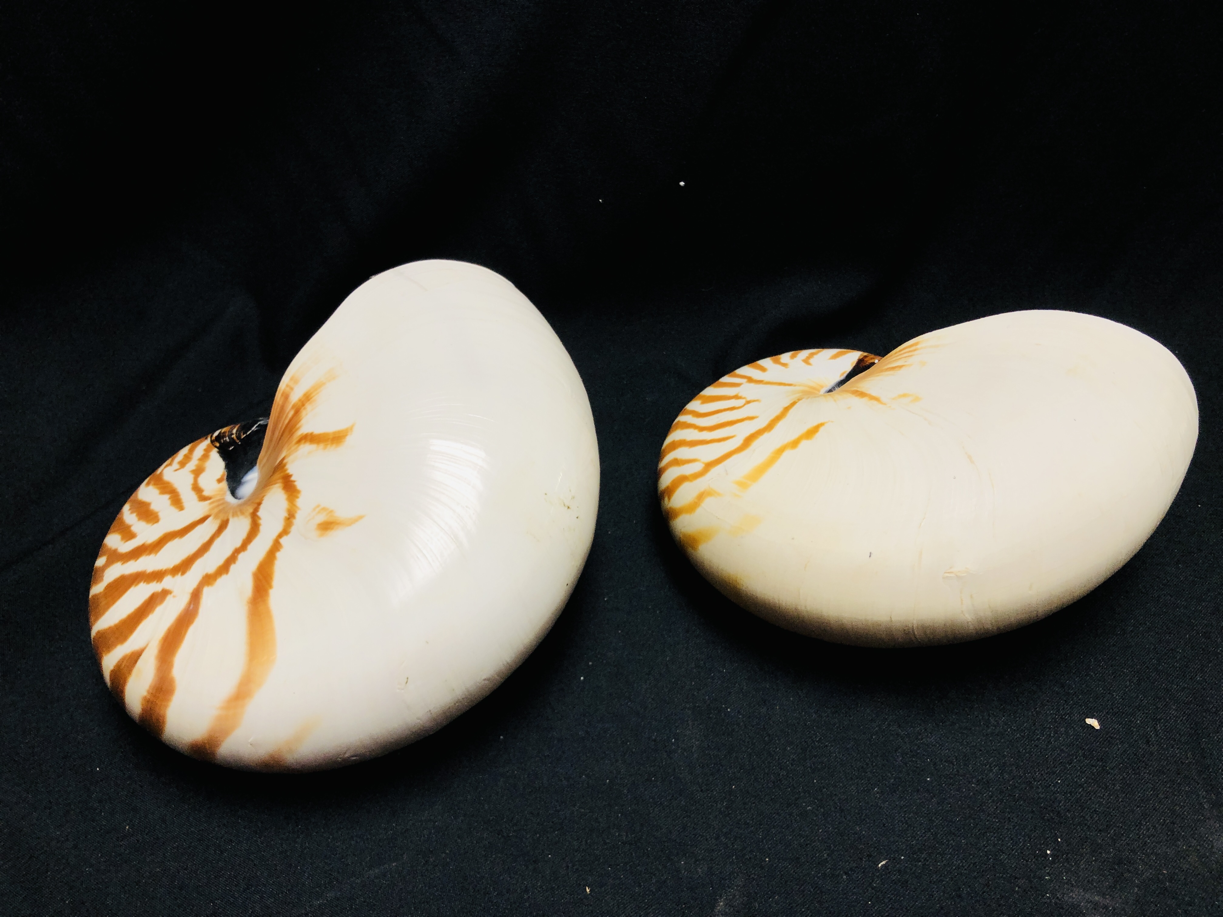 TWO NATURAL NAUTILUS SHELLS. - Image 4 of 4