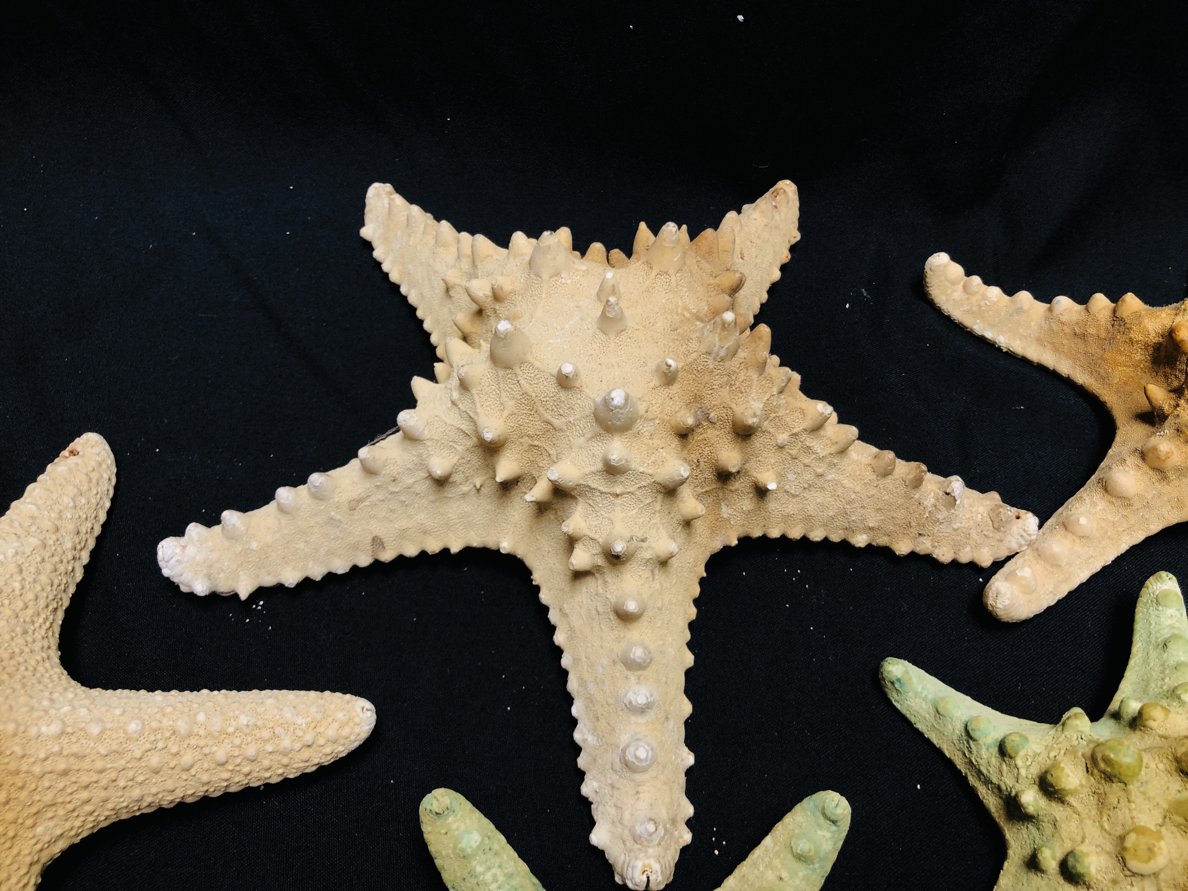 A GROUP OF 5 STARFISH, VARIOUS SIZES AND SPECIES. - Image 4 of 5