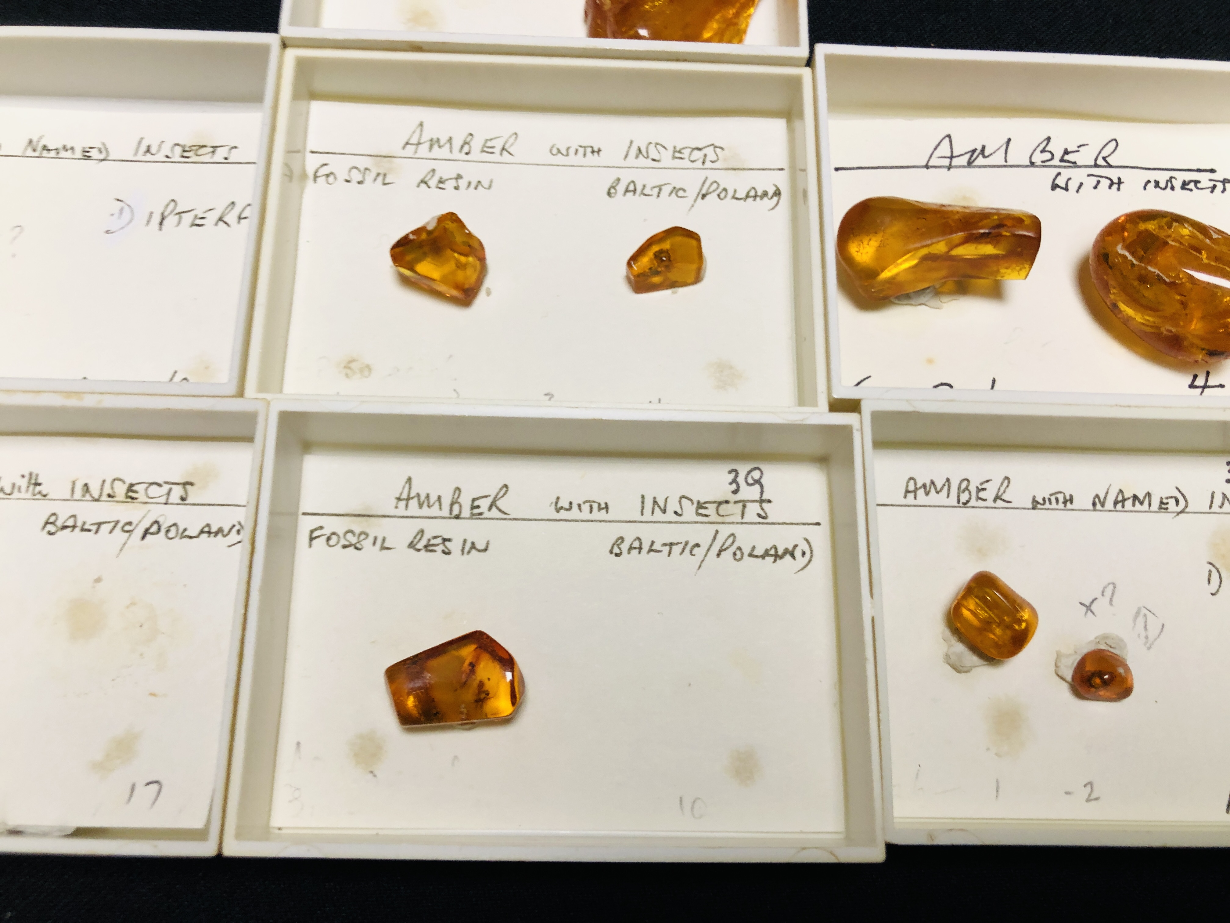 A COLLECTION OF 7 CASED EXAMPLES OF AMBER WITH VARIOUS INSET INSECTS ETC. - Image 3 of 5