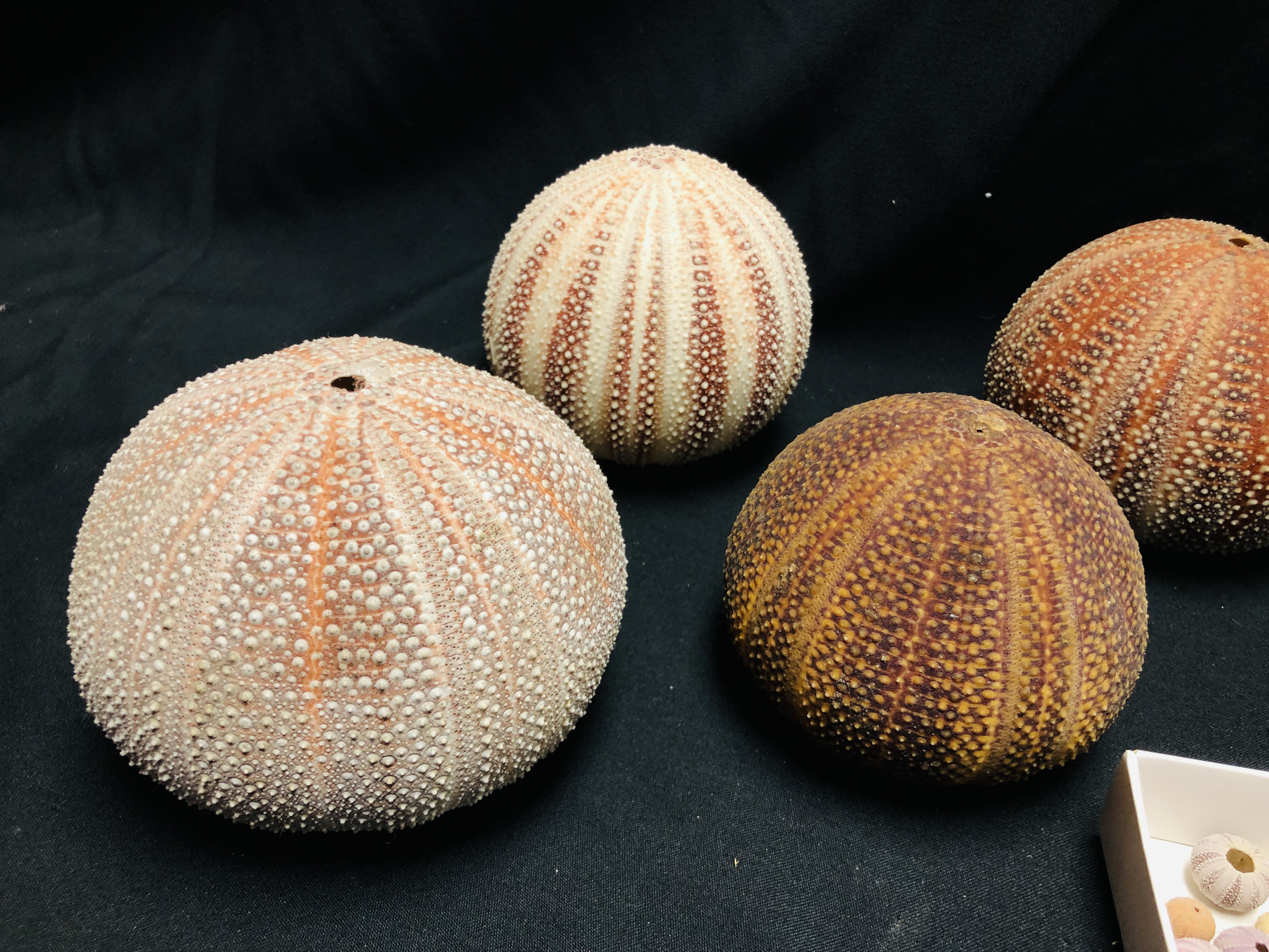 A COLLECTION OF SEA URCHINS, VARIOUS SIZES AND SPECIES. - Image 2 of 4