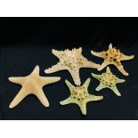 A GROUP OF 5 STARFISH, VARIOUS SIZES AND SPECIES.