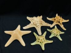 A GROUP OF 5 STARFISH, VARIOUS SIZES AND SPECIES.