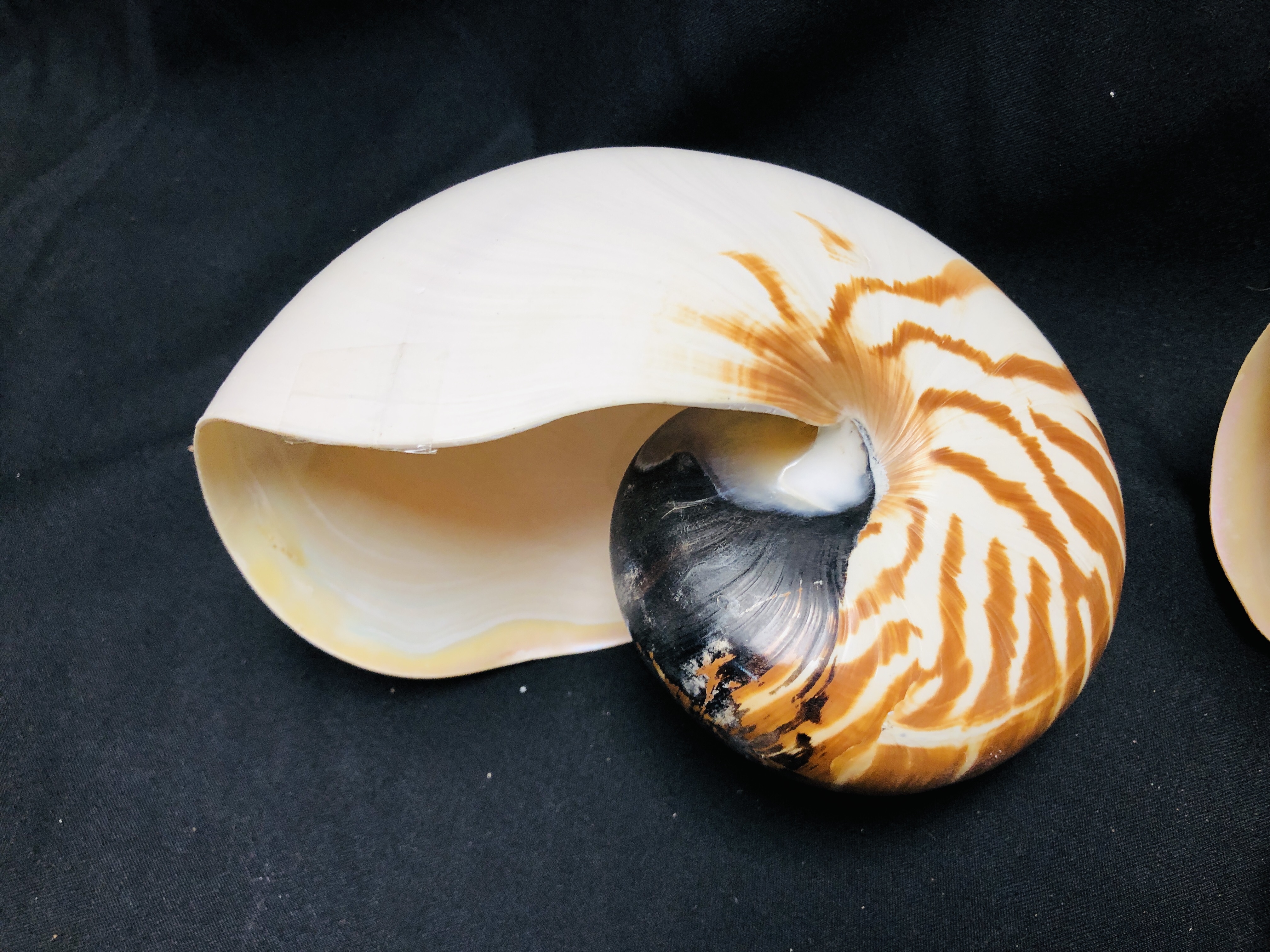 TWO NATURAL NAUTILUS SHELLS. - Image 3 of 4