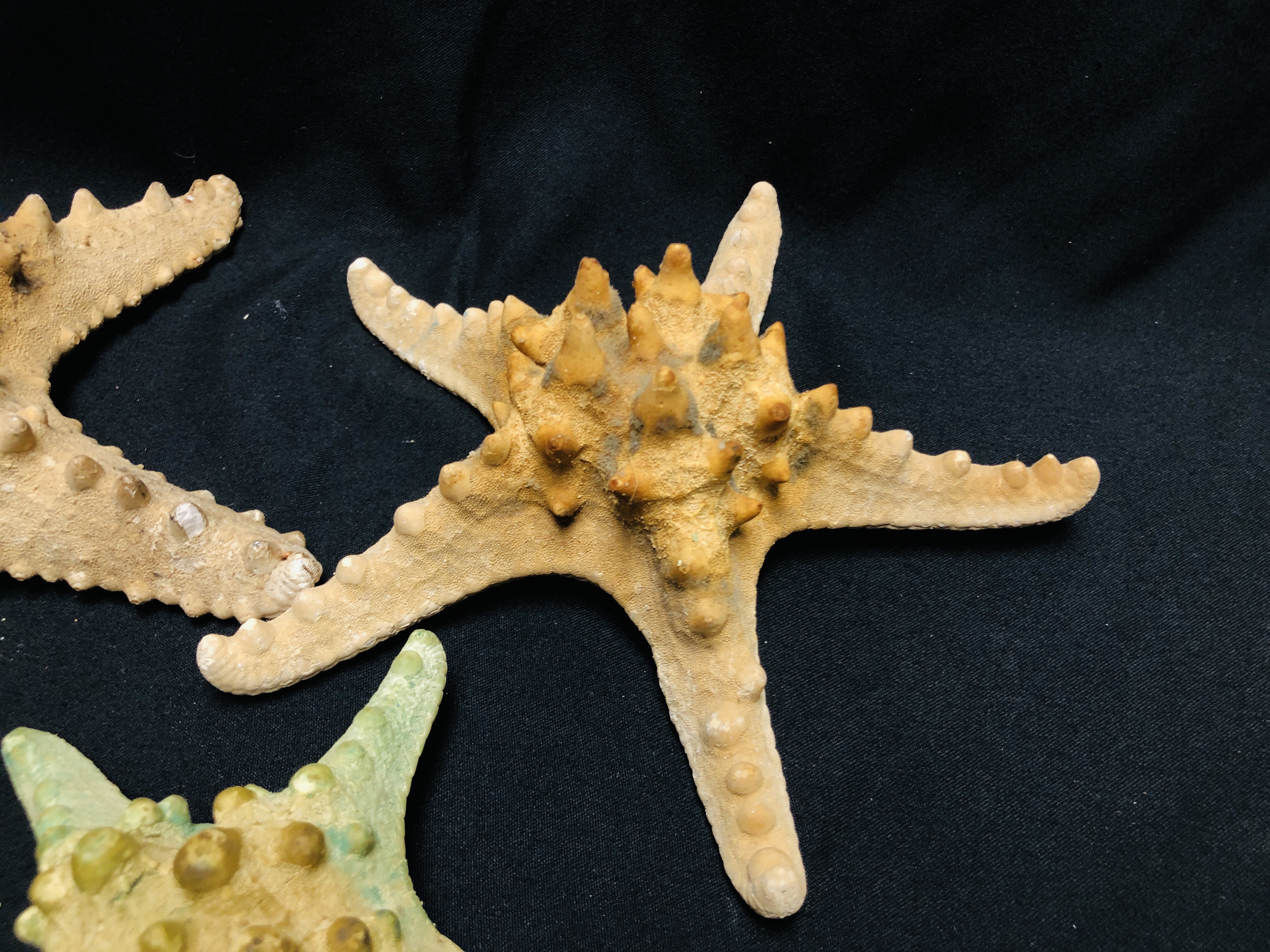 A GROUP OF 5 STARFISH, VARIOUS SIZES AND SPECIES. - Image 3 of 5
