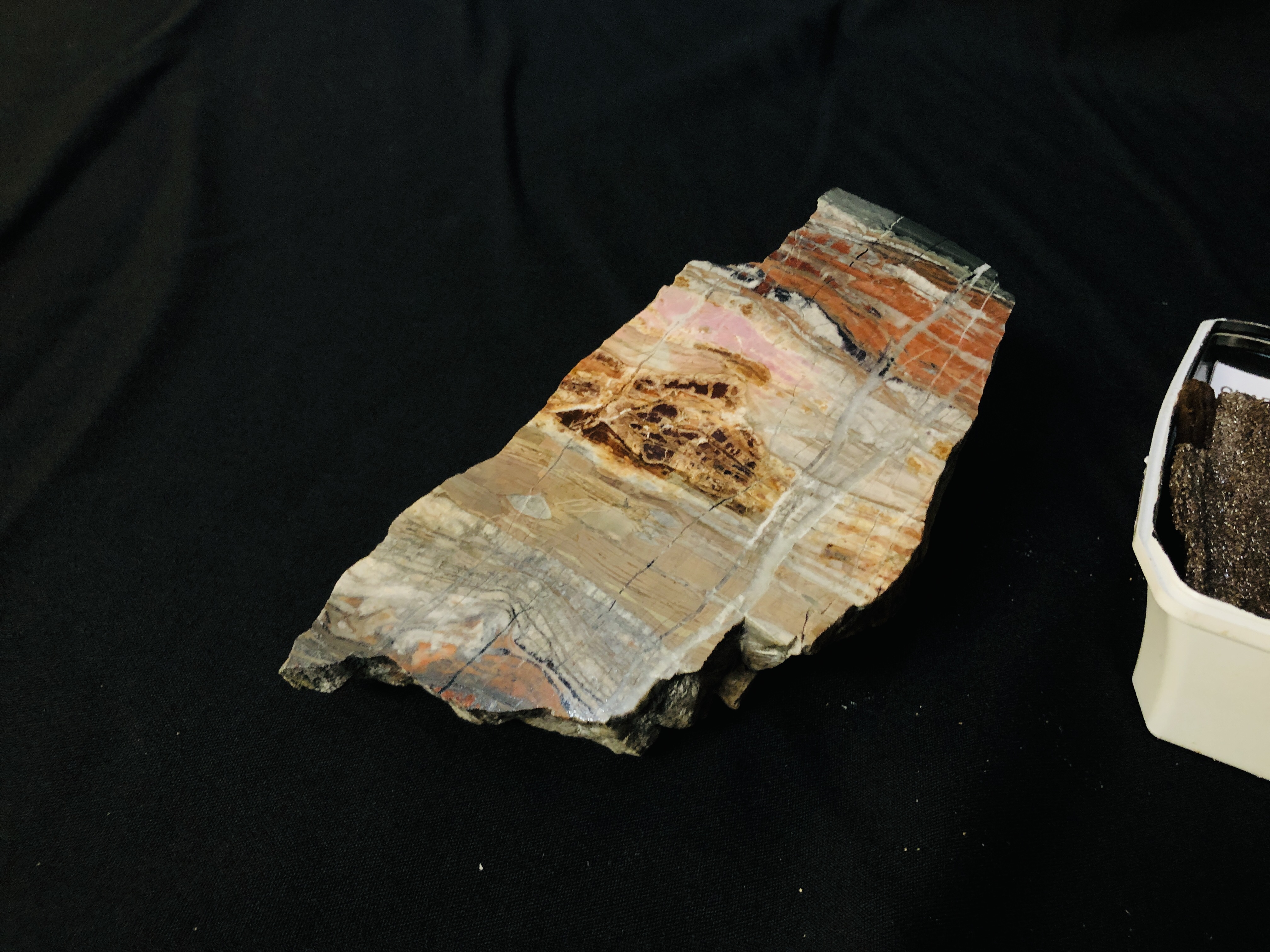 A GROUP OF 3 POLISHED SEGMENT TO INCLUDE FOSSILISED WOOD ALONG WITH A QUARTZ COVERING PETRIFIED - Image 5 of 5