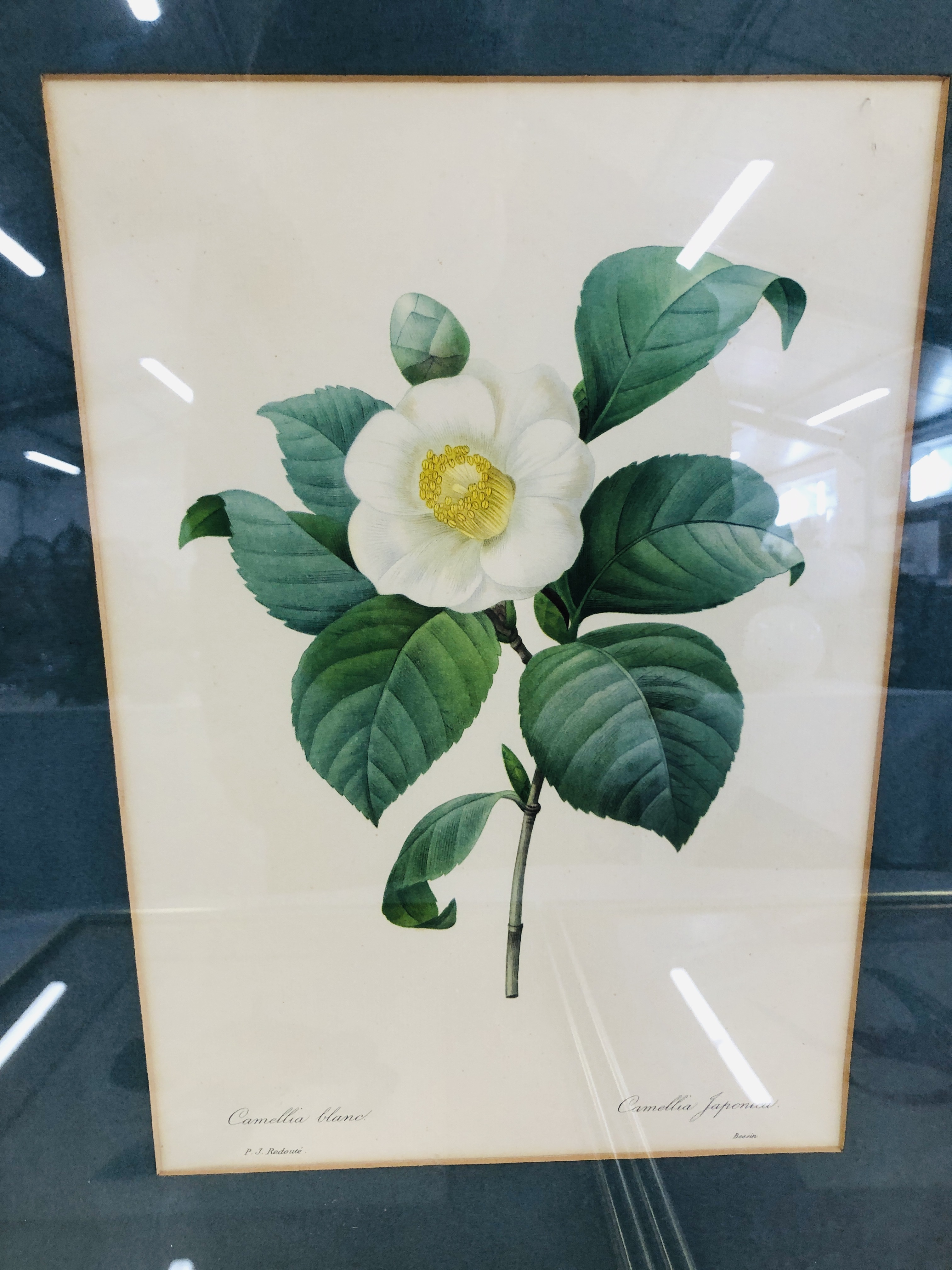 FIVE FRAMED AND MOUNTED P J REDOUTE BOTANICAL PRINTS EACH 33 X 23CM. - Image 5 of 6