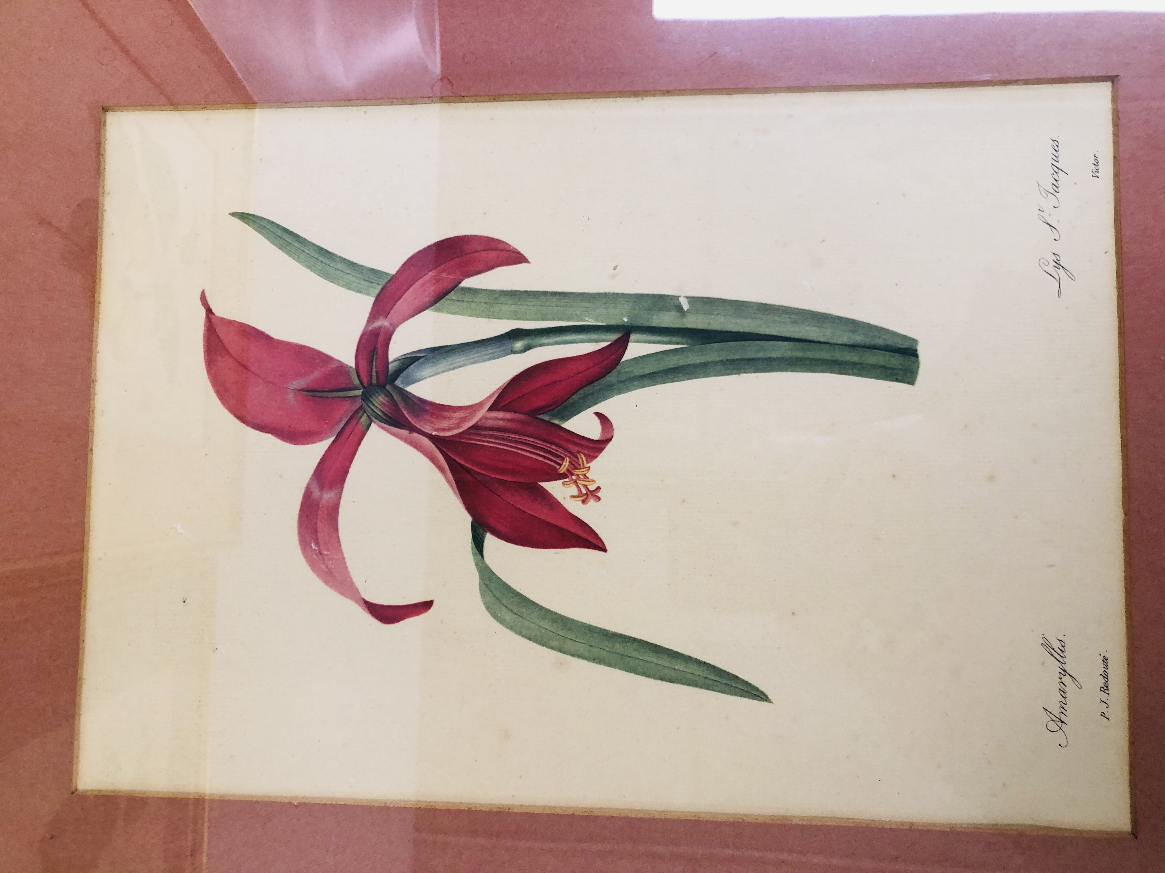 FIVE FRAMED AND MOUNTED P J REDOUTE BOTANICAL PRINTS EACH 33 X 23CM. - Image 3 of 6