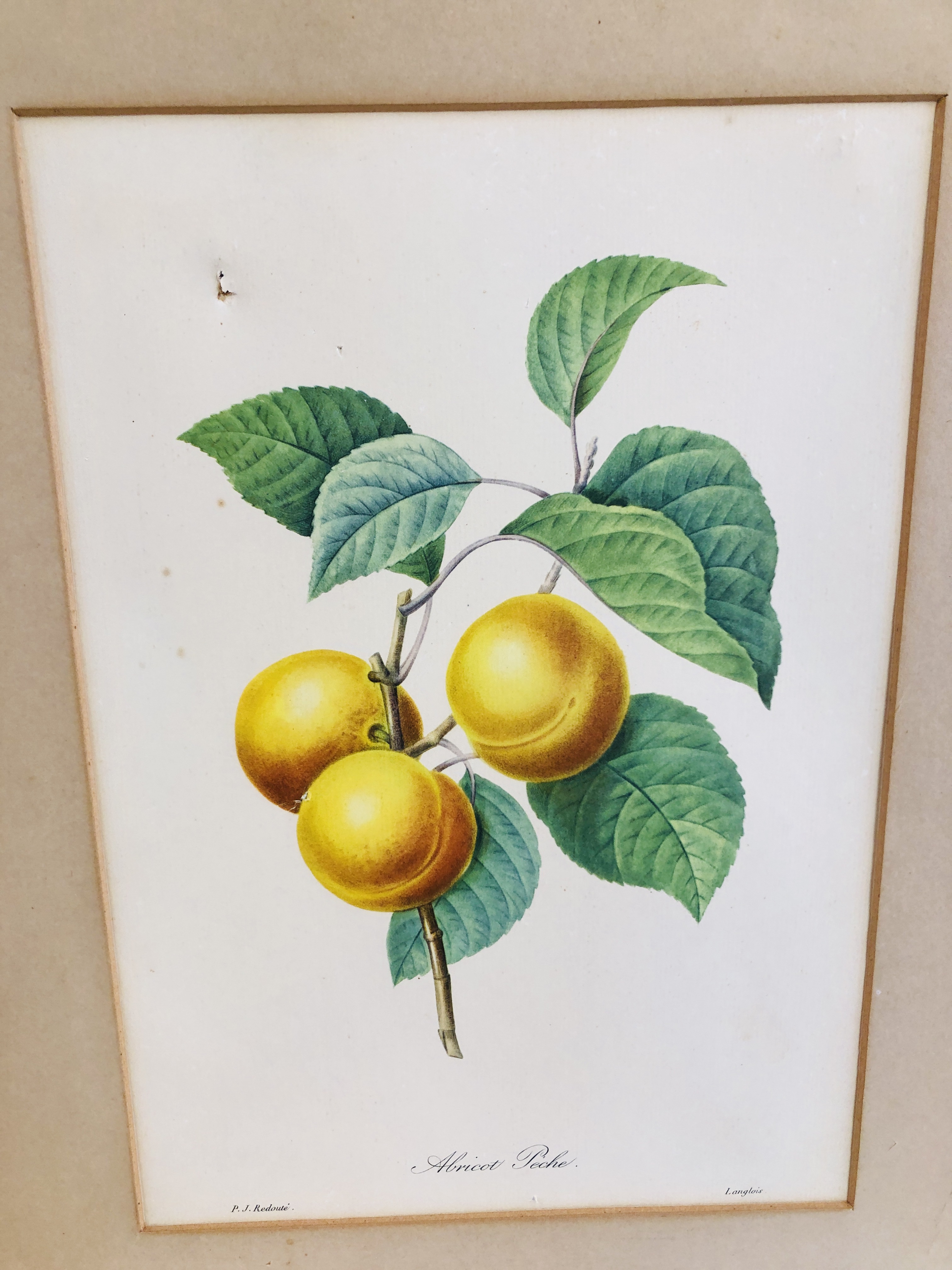 FIVE FRAMED AND MOUNTED P J REDOUTE BOTANICAL PRINTS EACH 33 X 23CM. - Image 4 of 6