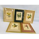 FIVE FRAMED AND MOUNTED P J REDOUTE BOTANICAL PRINTS EACH 33 X 23CM.