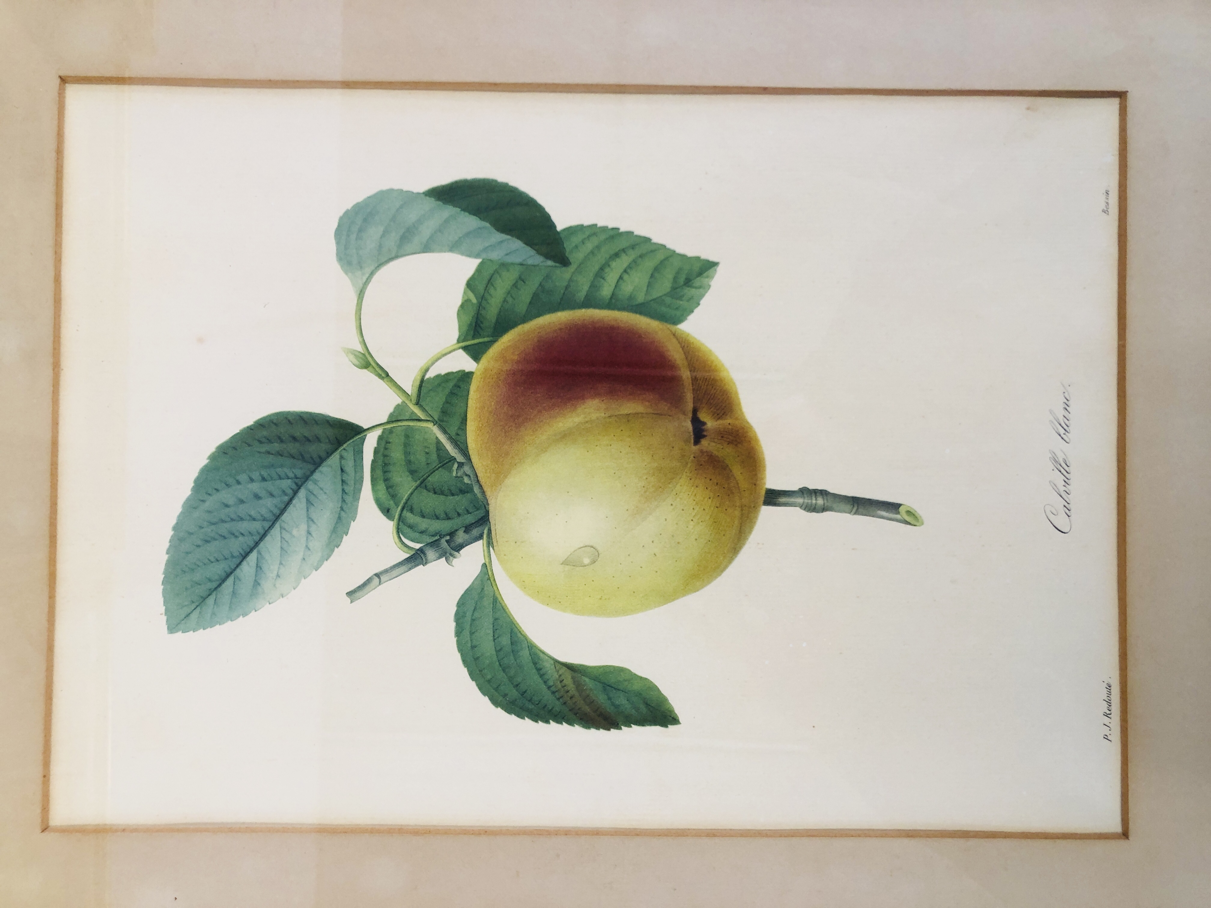 FIVE FRAMED AND MOUNTED P J REDOUTE BOTANICAL PRINTS EACH 33 X 23CM. - Image 2 of 6