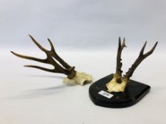 A PAIR OF MOUNTED ANTLERS ALONG WITH A FURTHER PAIR OF UNMOUNTED ROE DEER ANTLERS.