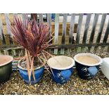 A PAIR OF BLUE GLAZED GARDEN PLANTERS H 31CM X D 39CM ALONG WITH POTTED CAROLYN STYLE PLANT.