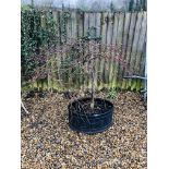 AN ESTABLISHED POTTED ACER, H 125CM, POT WIDTH 65CM.