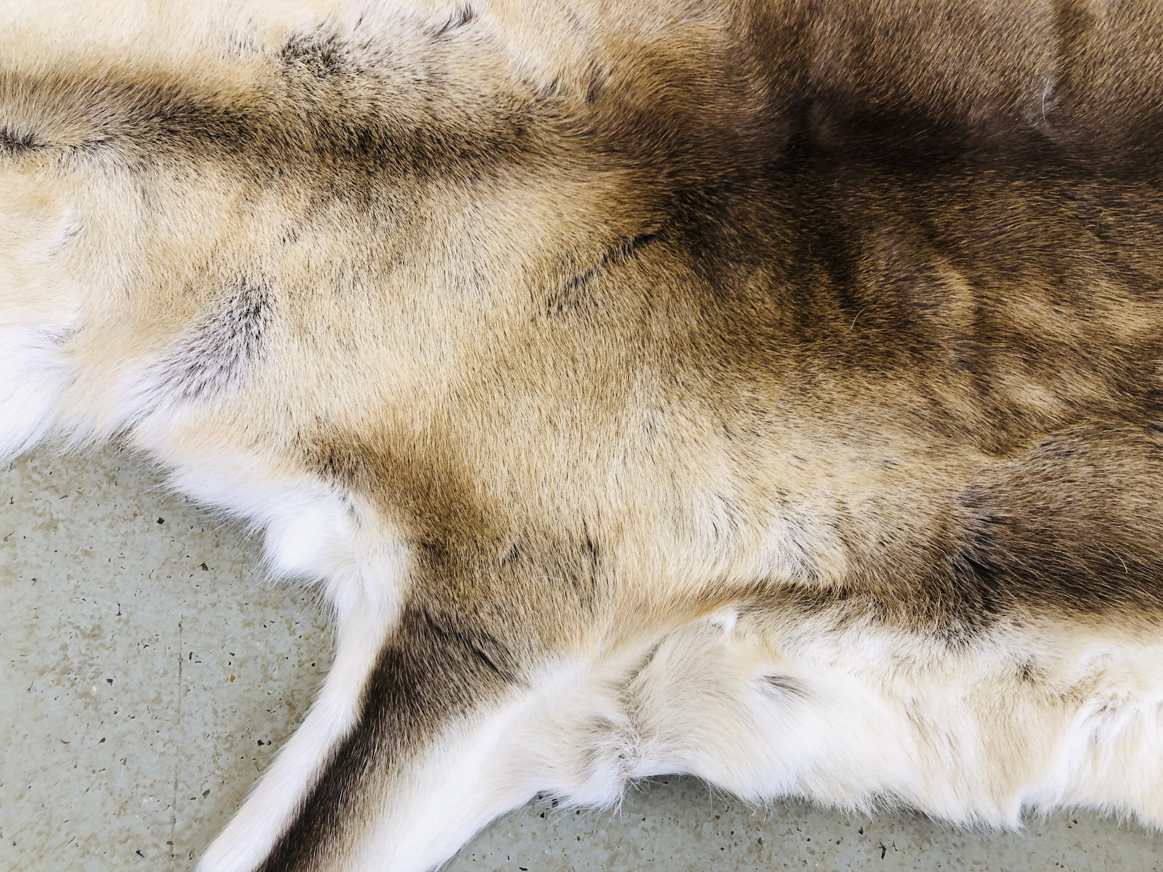 A DEER SKIN RUG L 30CM X W 115CM. - Image 2 of 6