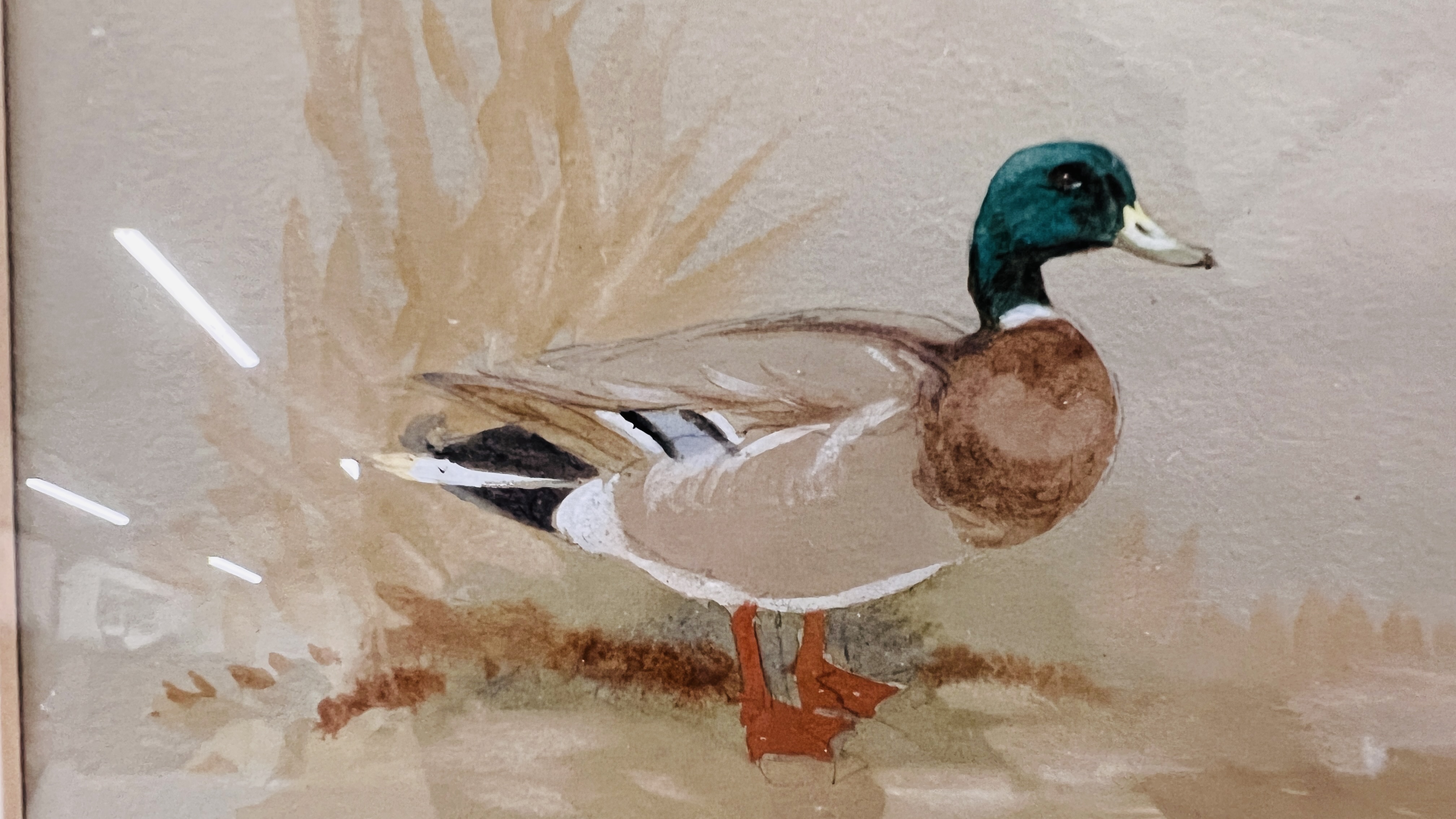 WATERCOLOUR "MALLARD" BEARING SIGNATURE ROLAND GREEN 13 X 15CM. - Image 3 of 5