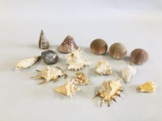 A COLLECTION OF ASSORTED SHELLS.