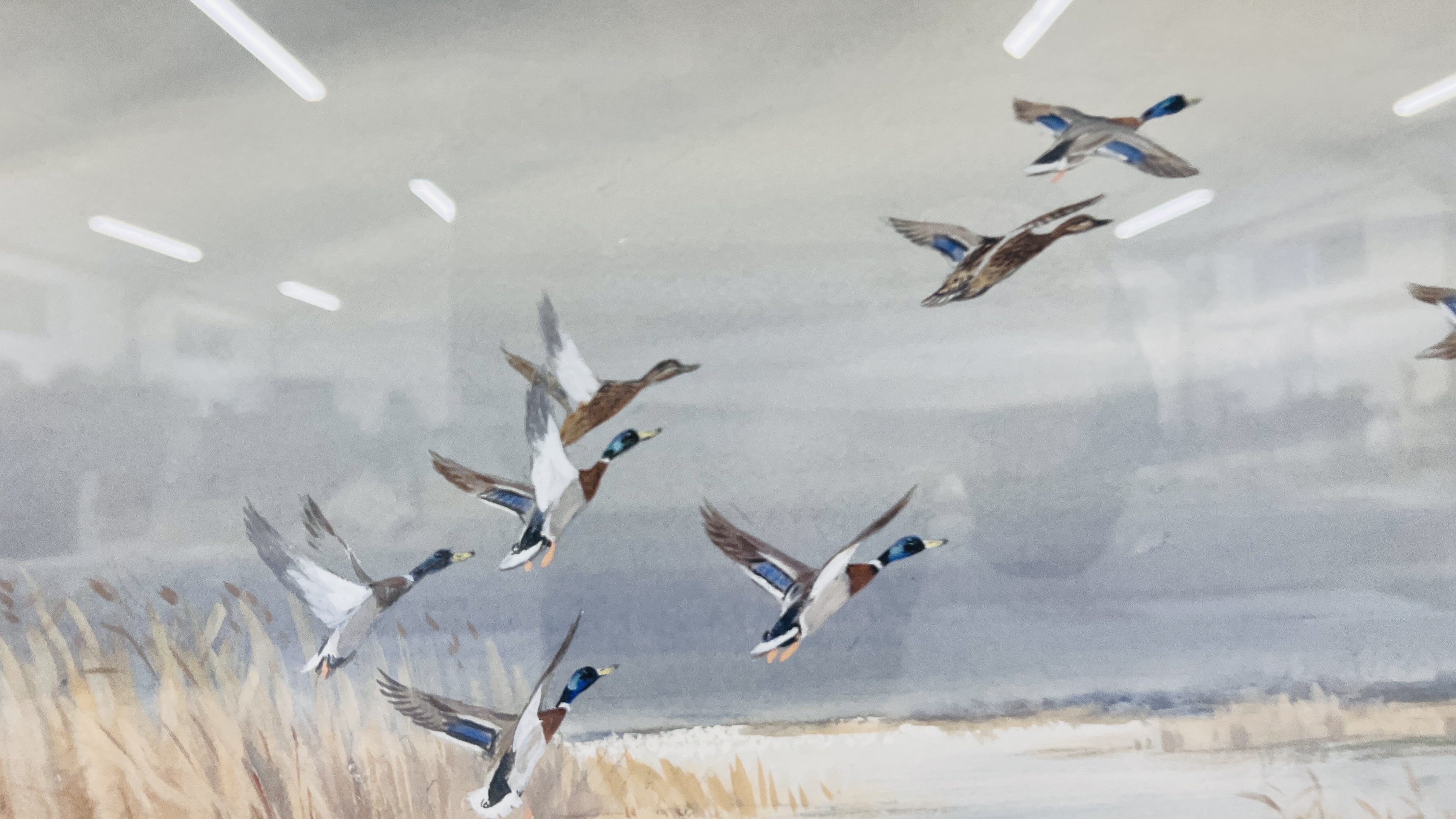 WATERCOLOUR "MALLARD ALIGHTING" BEARING SIGNATURE ROLAND GREEN 29 X 44.5CM. - Image 3 of 6