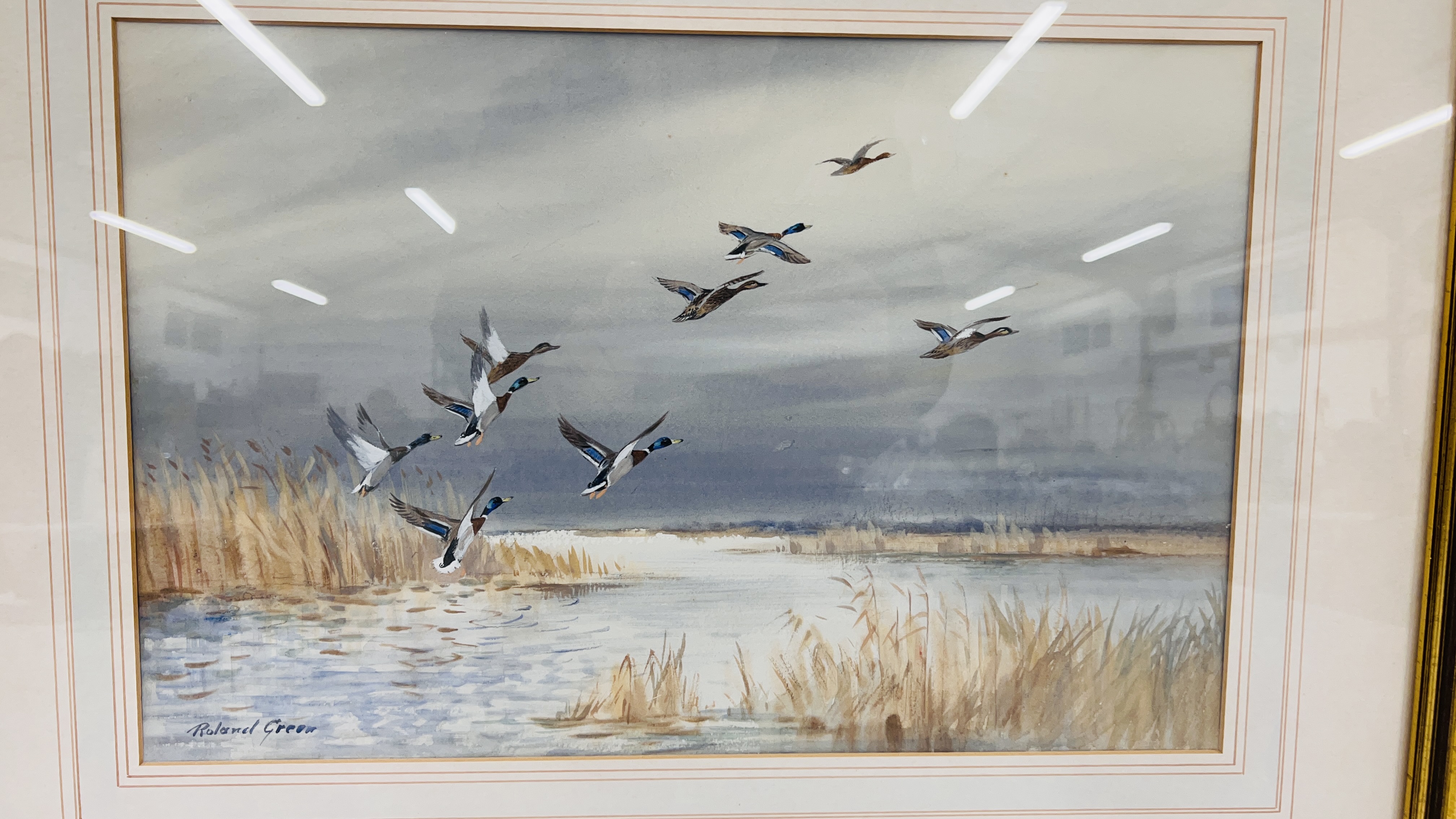 WATERCOLOUR "MALLARD ALIGHTING" BEARING SIGNATURE ROLAND GREEN 29 X 44.5CM. - Image 2 of 6