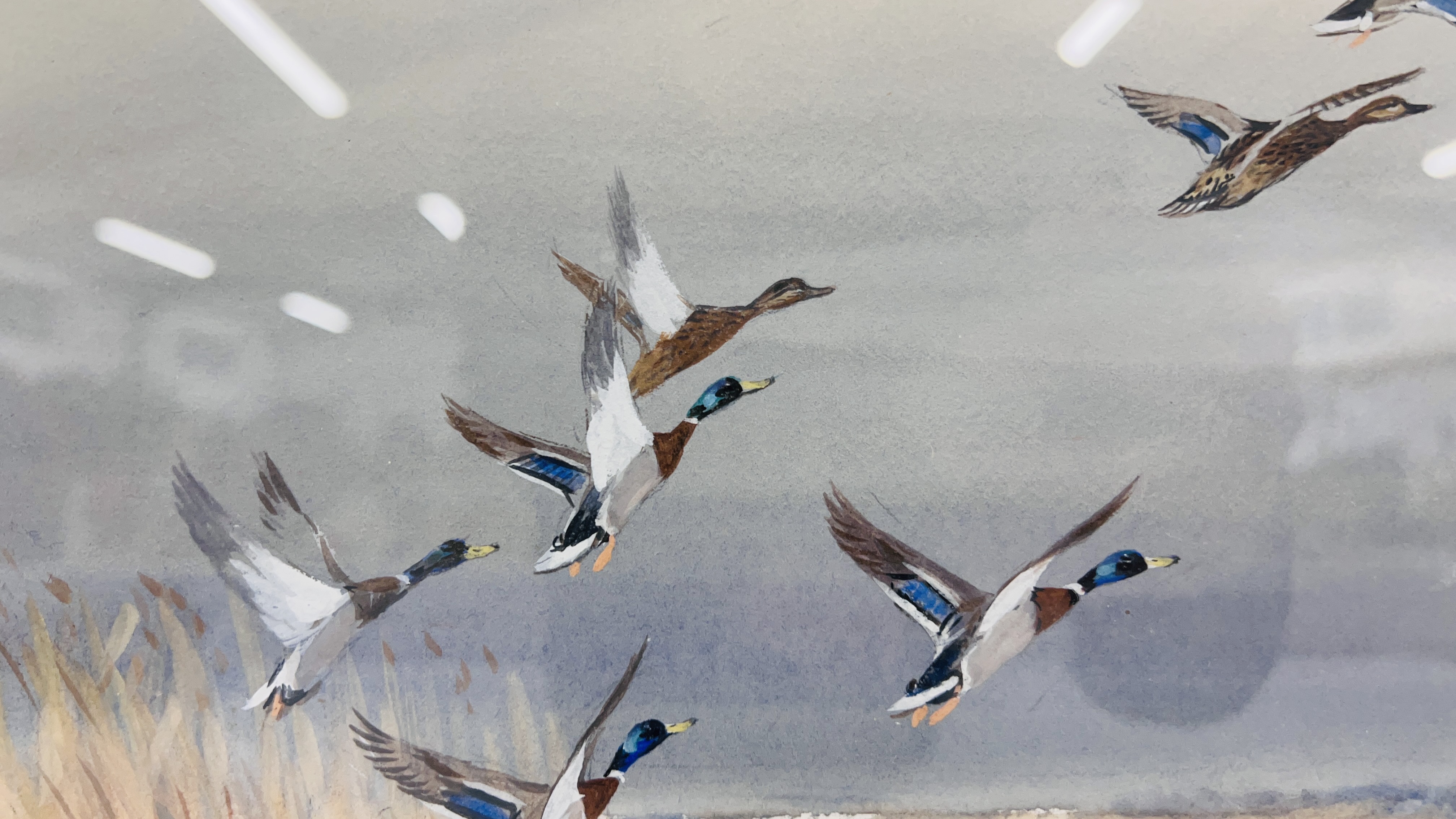 WATERCOLOUR "MALLARD ALIGHTING" BEARING SIGNATURE ROLAND GREEN 29 X 44.5CM. - Image 4 of 6