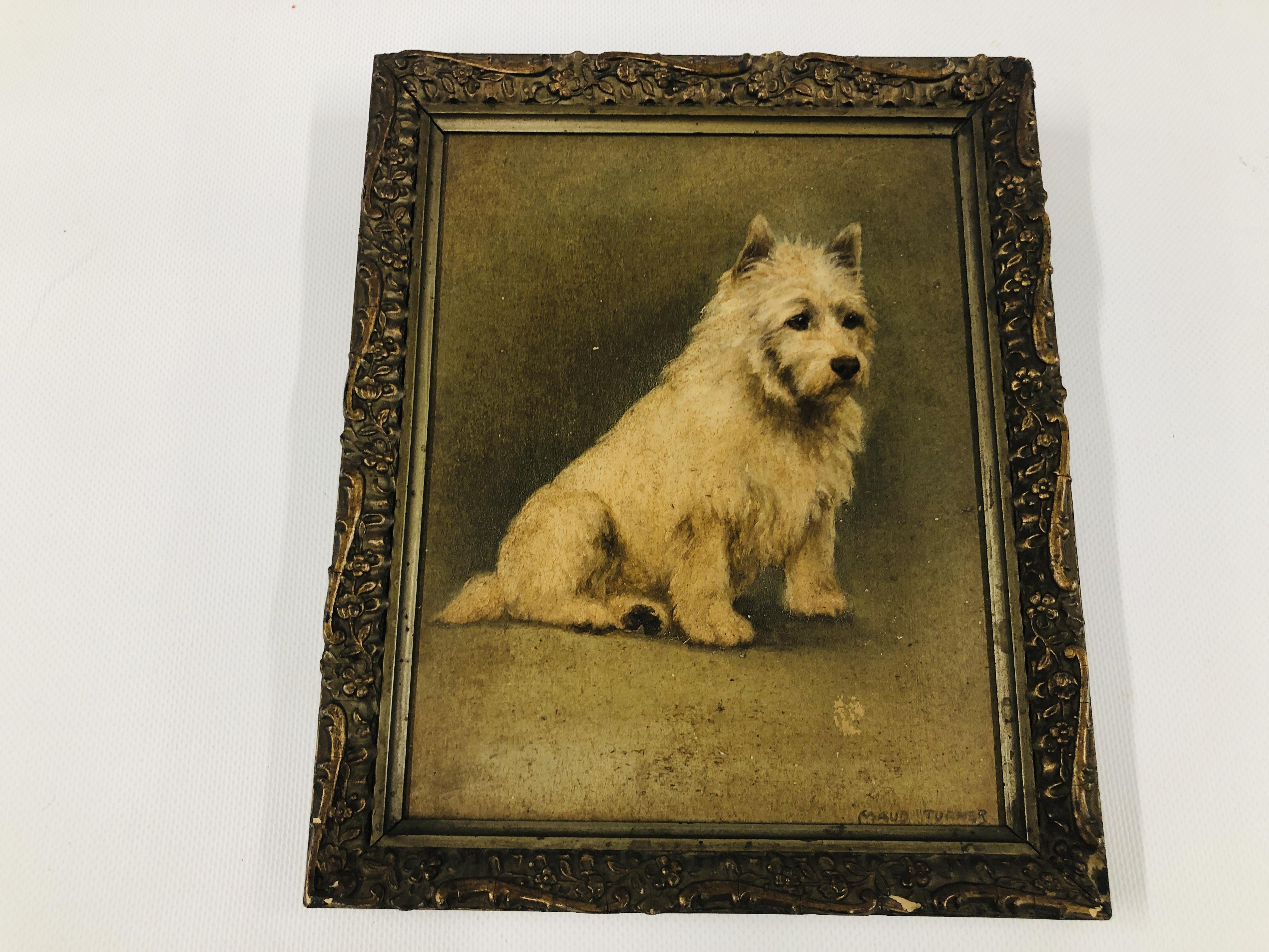 A FRAMED AND MOUNTED OIL ON BOARD OF A WEST HIGHLAND TERRIER BEARING SIGNATURE "MAUD TURNER" H 21.