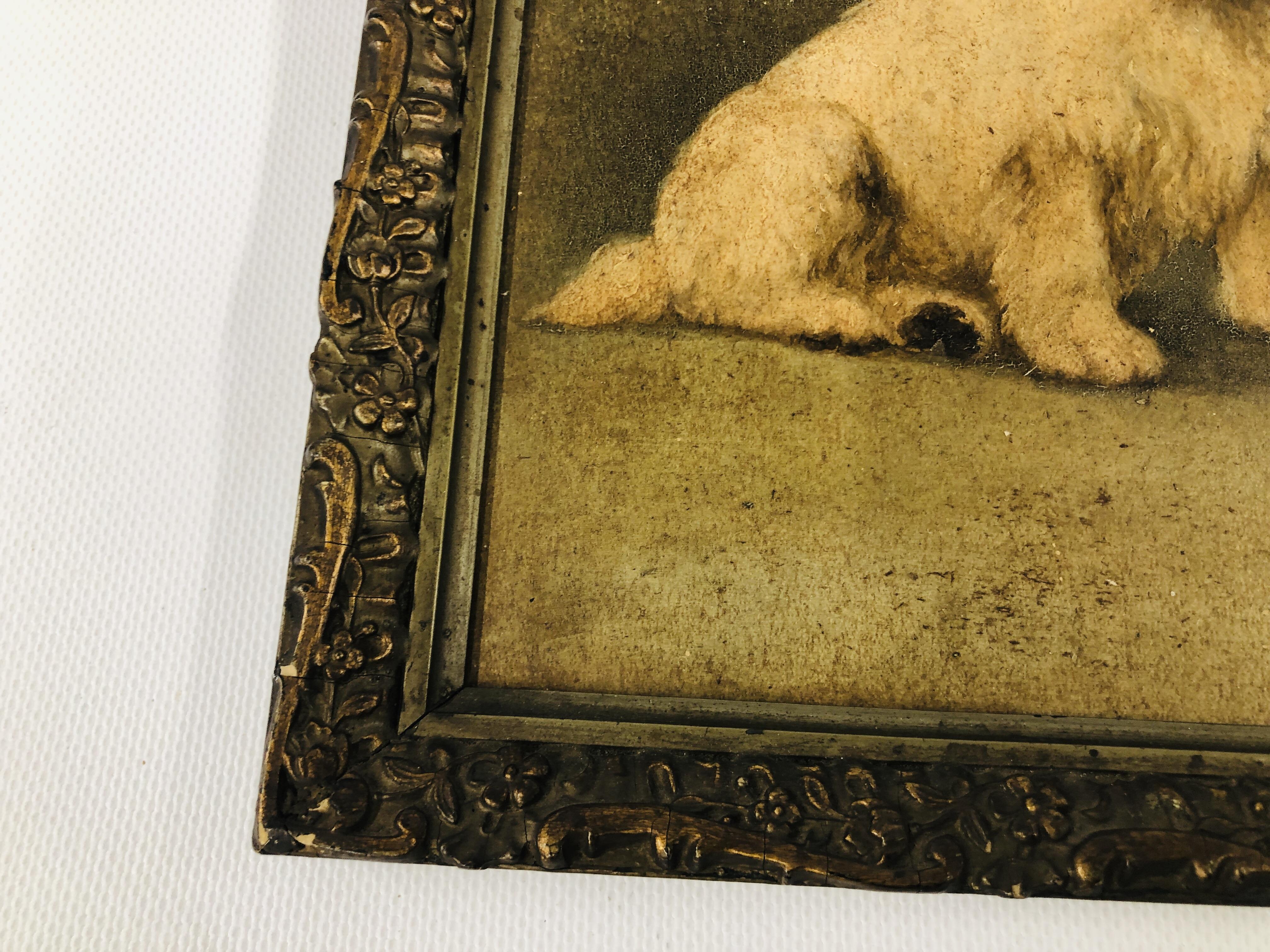 A FRAMED AND MOUNTED OIL ON BOARD OF A WEST HIGHLAND TERRIER BEARING SIGNATURE "MAUD TURNER" H 21. - Image 7 of 8