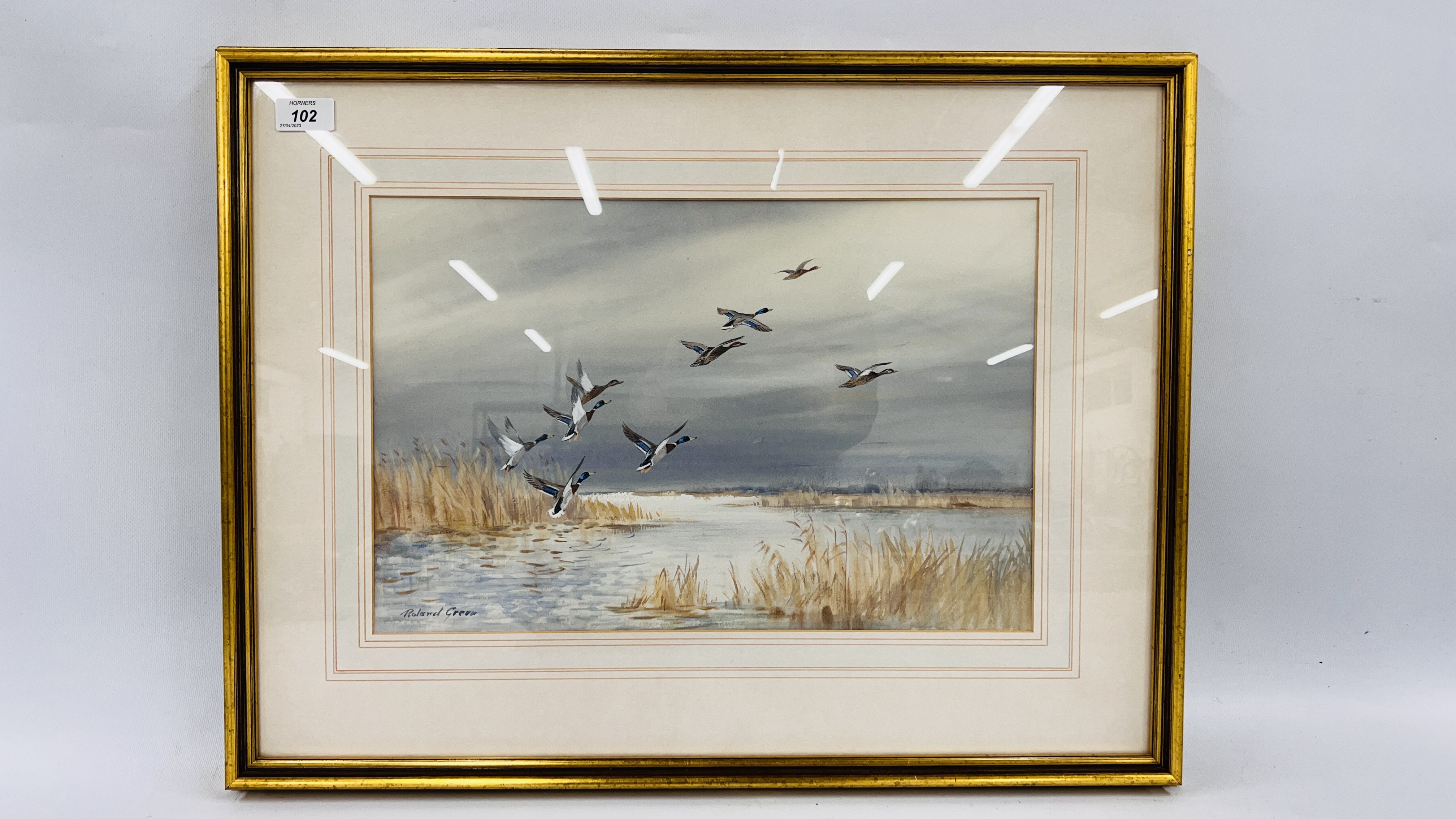 WATERCOLOUR "MALLARD ALIGHTING" BEARING SIGNATURE ROLAND GREEN 29 X 44.5CM.