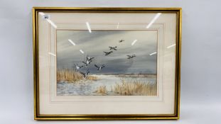 WATERCOLOUR "MALLARD ALIGHTING" BEARING SIGNATURE ROLAND GREEN 29 X 44.5CM.