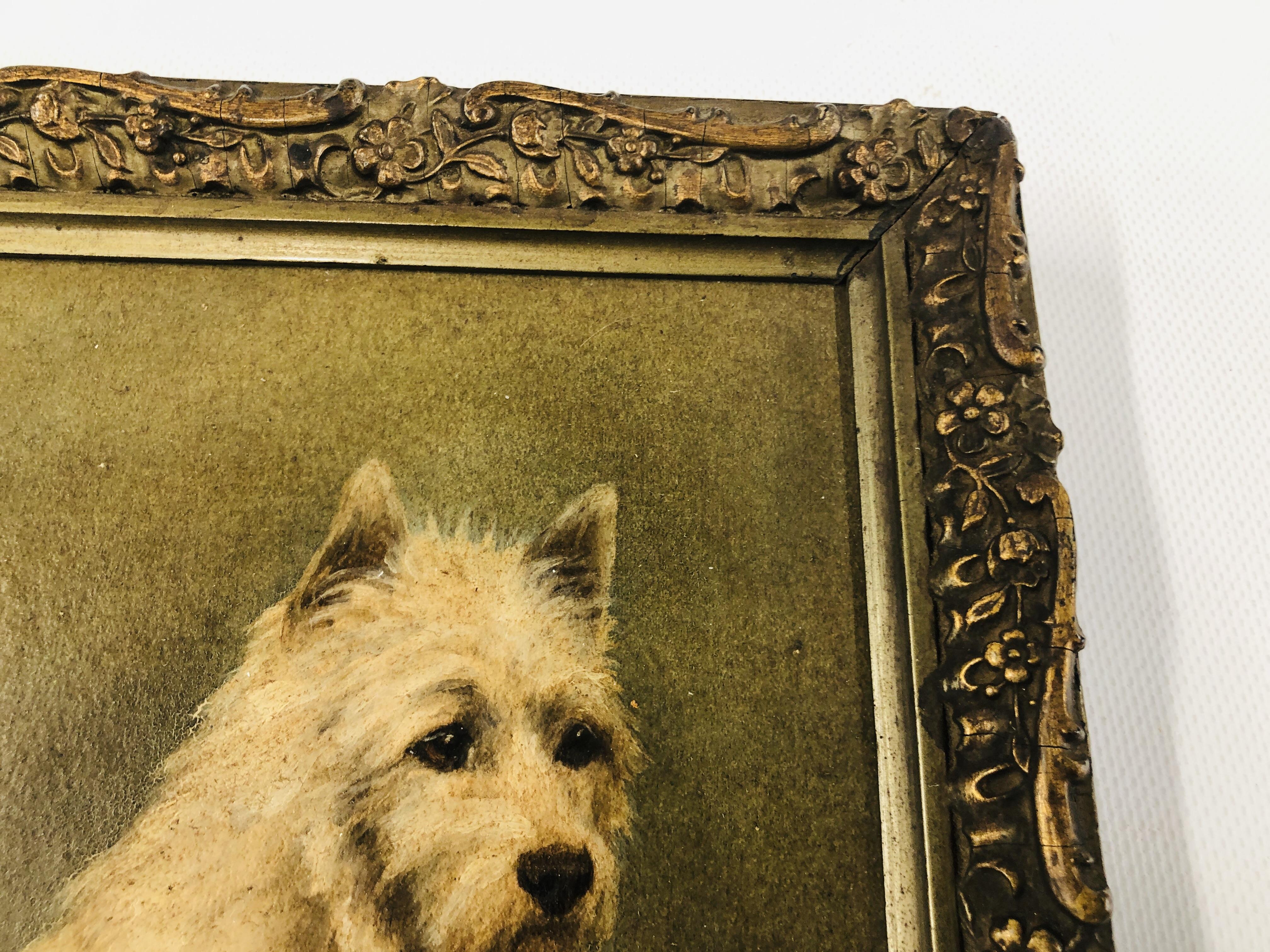 A FRAMED AND MOUNTED OIL ON BOARD OF A WEST HIGHLAND TERRIER BEARING SIGNATURE "MAUD TURNER" H 21. - Image 5 of 8