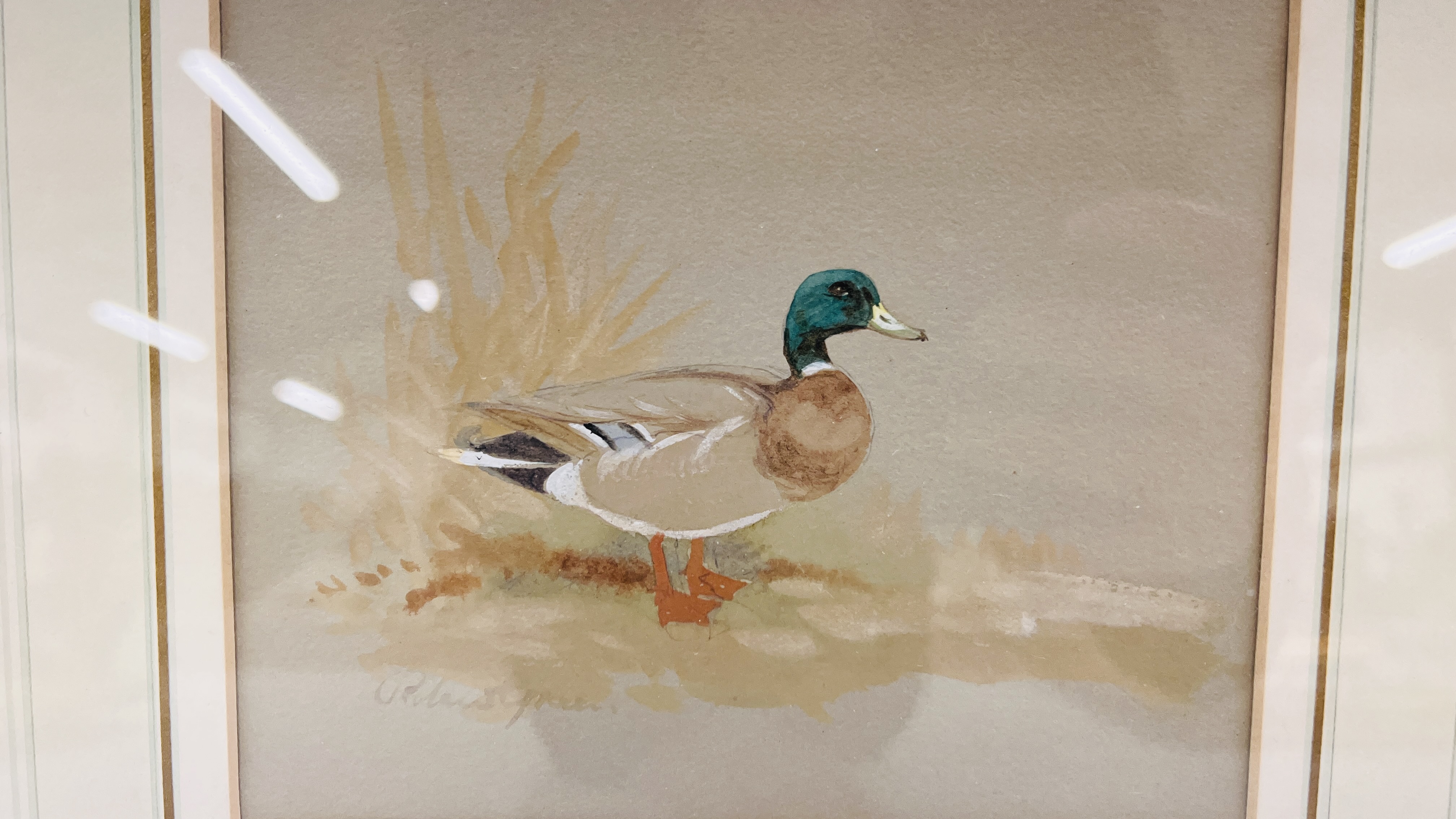 WATERCOLOUR "MALLARD" BEARING SIGNATURE ROLAND GREEN 13 X 15CM. - Image 2 of 5