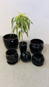 A COLLECTION OF SIX BLACK GLAZED PLANTERS + STANDS.