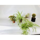 A GROUP OF VARIOUS POTTED CACTI AND HOUSEPLANTS.