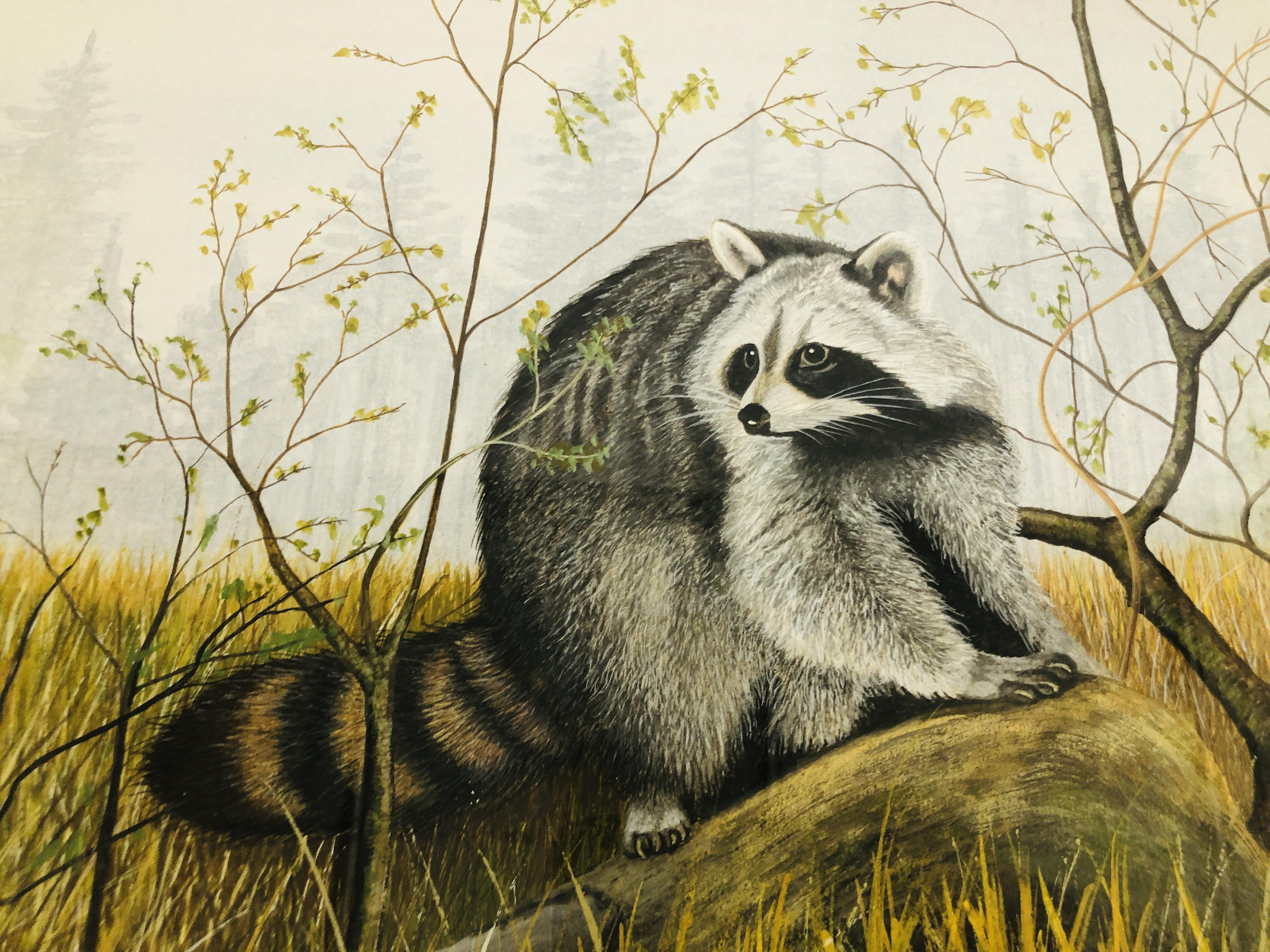 AN ORIGINAL WATERCOLOUR "RACOON" ON THE LOOKOUT BEARING SIGNATURE V.P. SHARPE - W 42CM X H 32CM. - Image 3 of 5