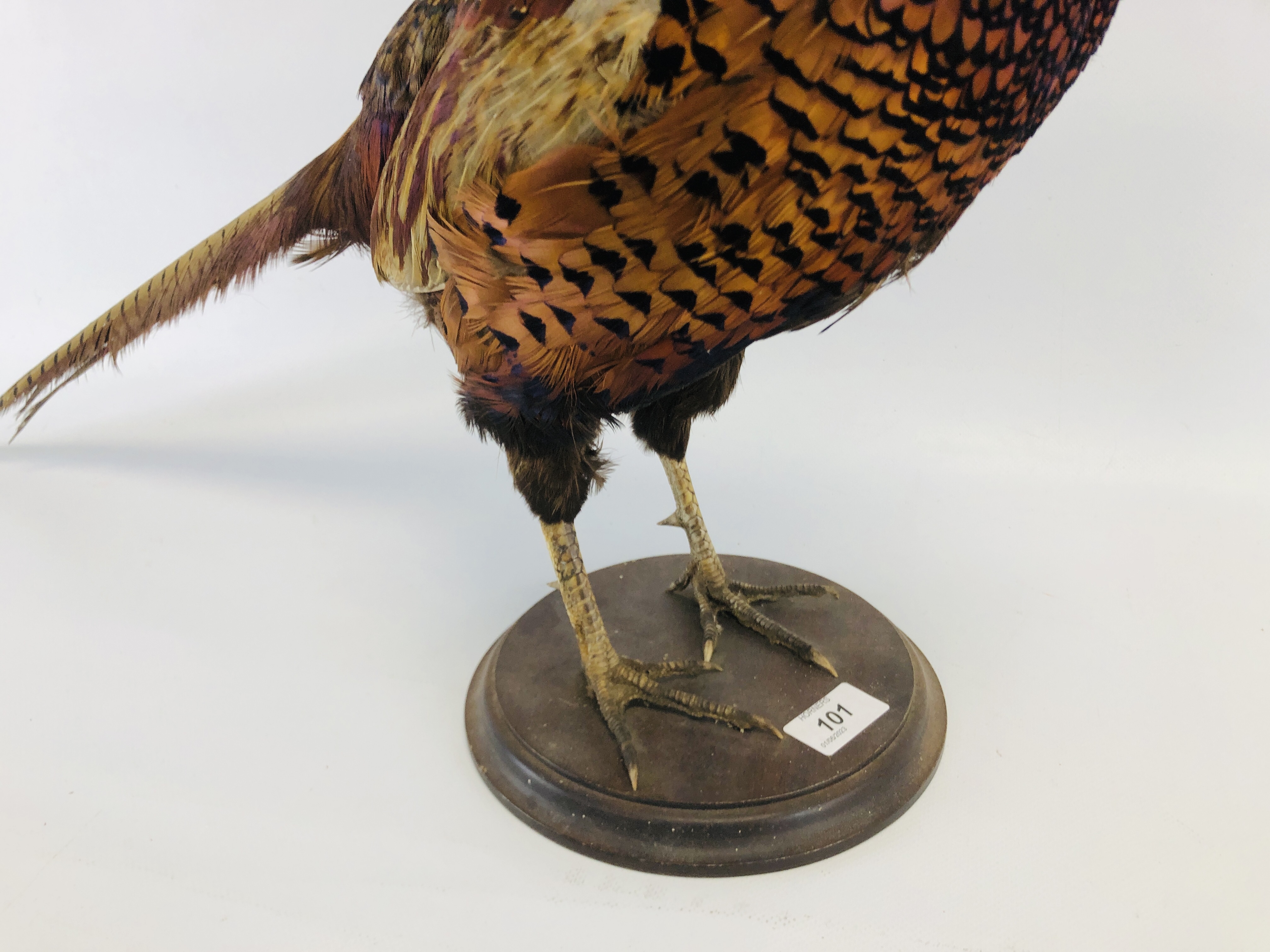 A TAXIDERMY STUDY OF A COCK PHEASANT ALONG WITH A CHINA STUDY OF A COCK PHEASANT - Image 4 of 7