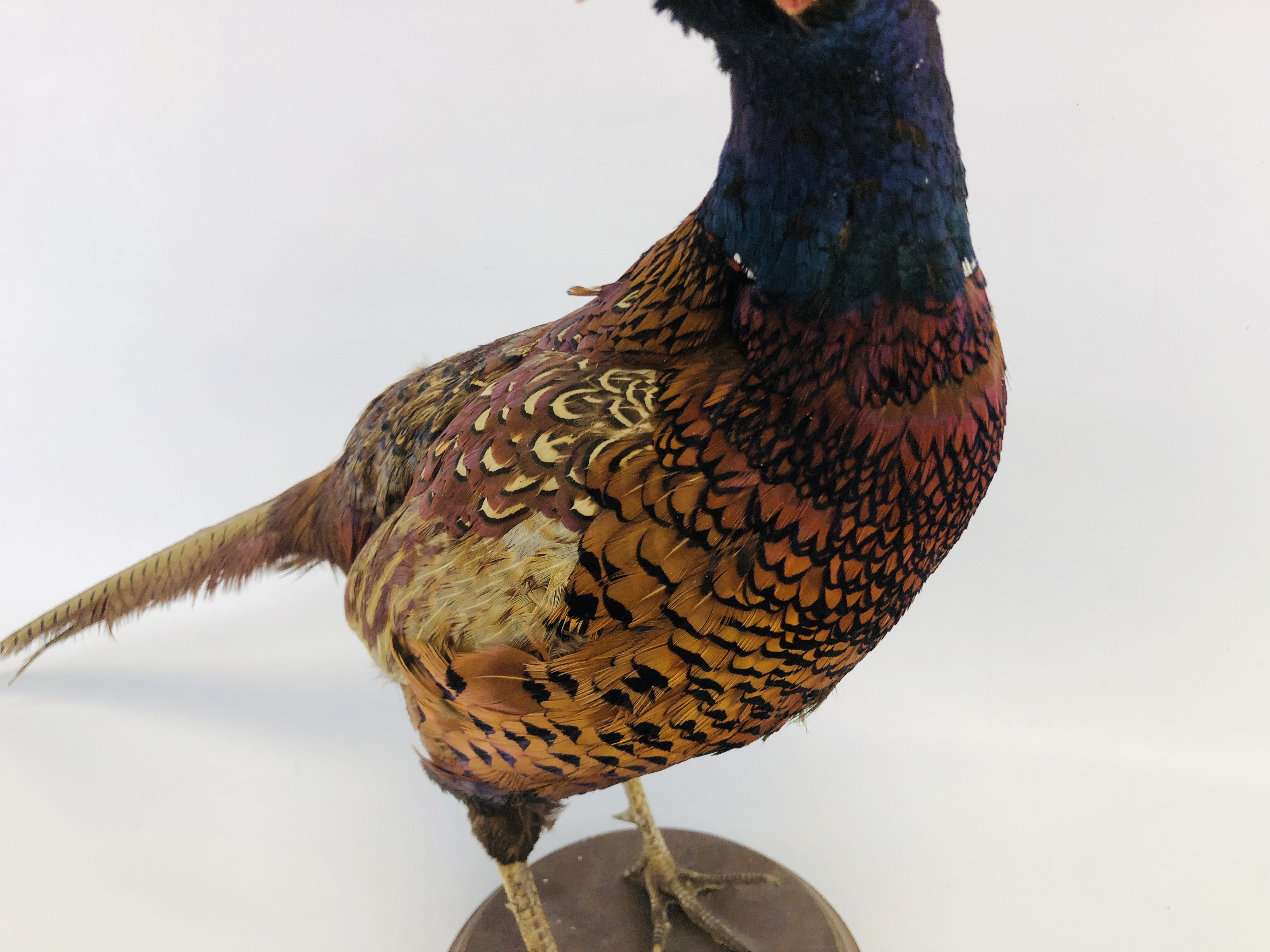 A TAXIDERMY STUDY OF A COCK PHEASANT ALONG WITH A CHINA STUDY OF A COCK PHEASANT - Image 3 of 7