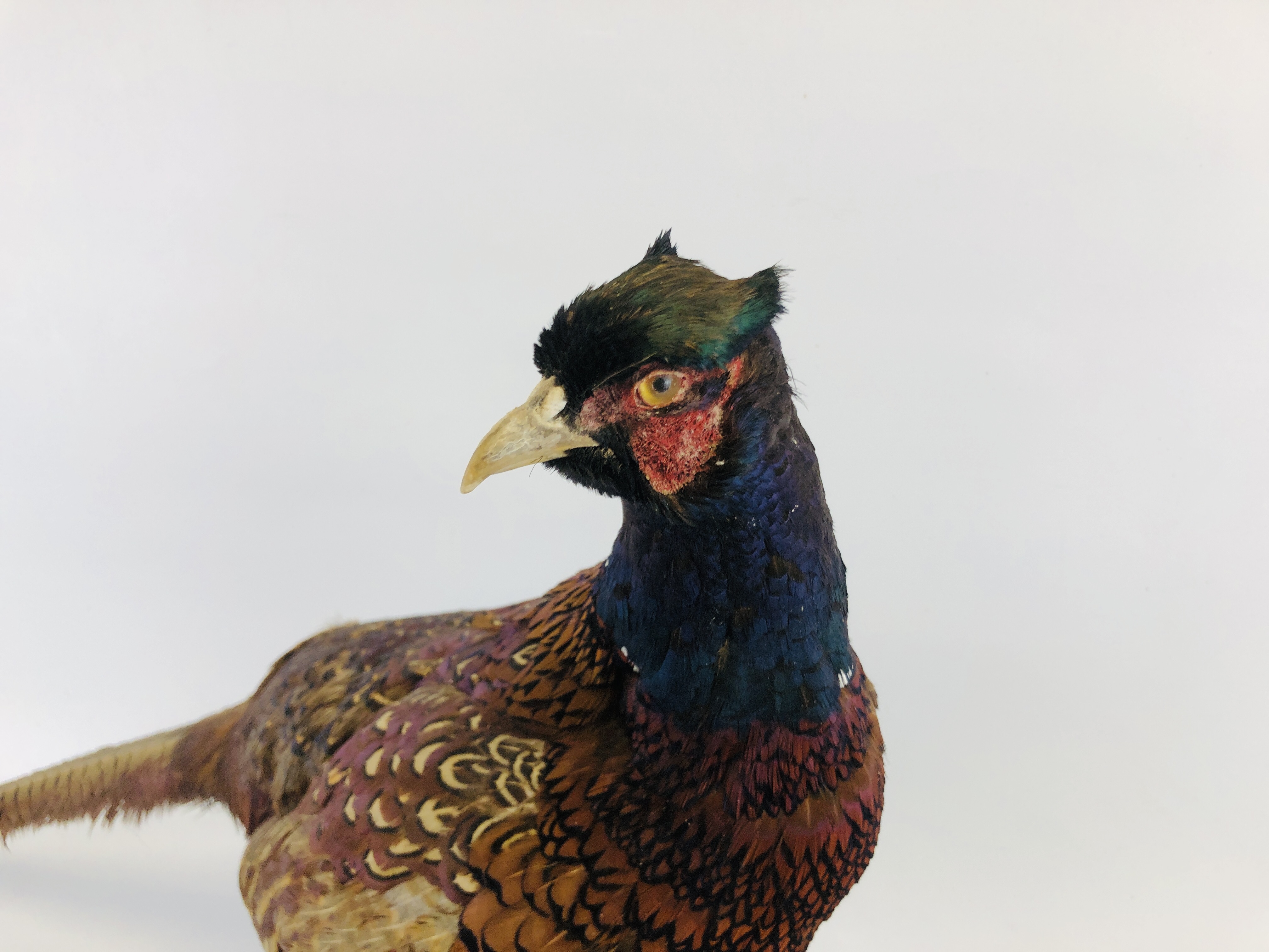 A TAXIDERMY STUDY OF A COCK PHEASANT ALONG WITH A CHINA STUDY OF A COCK PHEASANT - Image 2 of 7