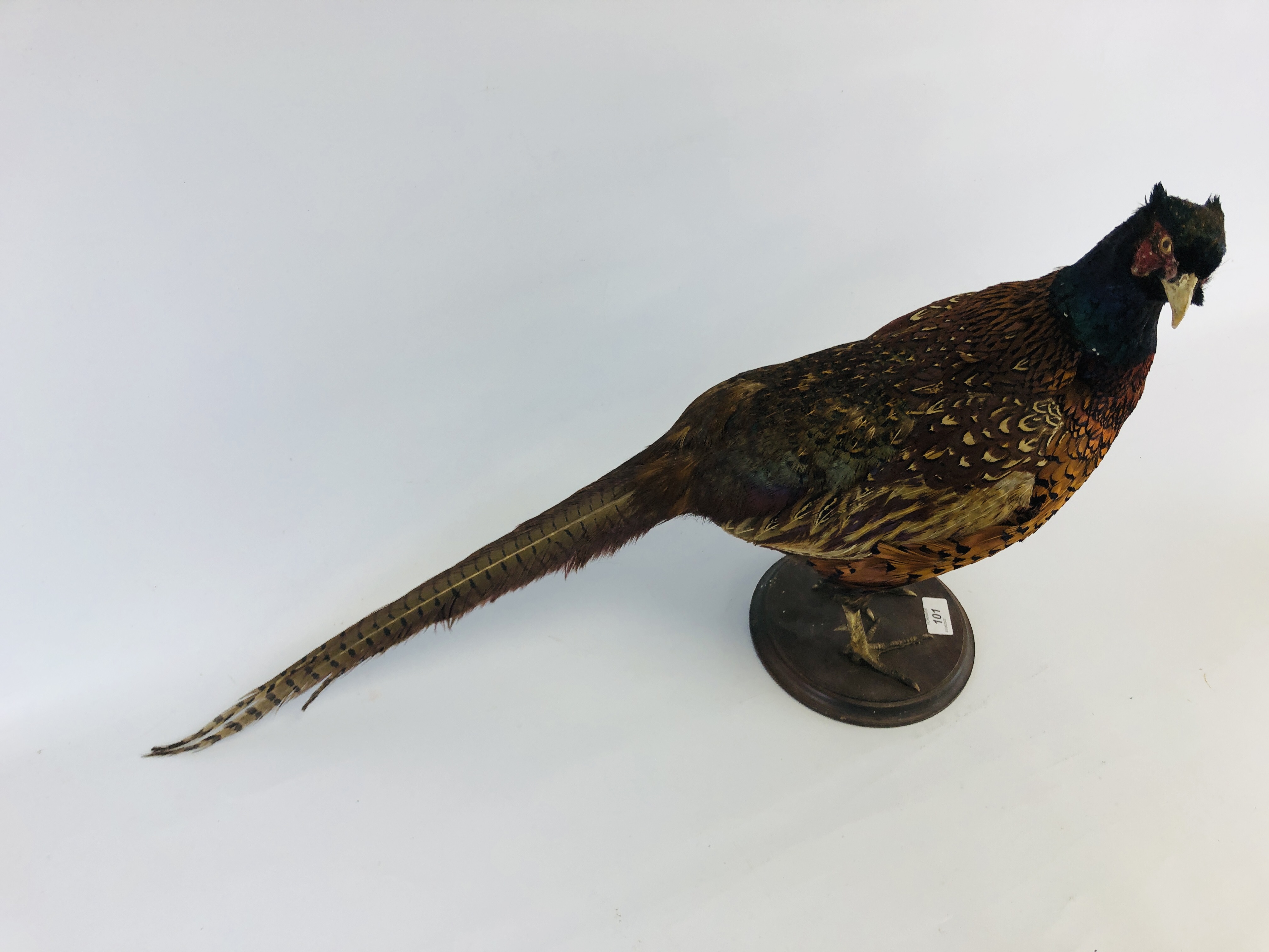 A TAXIDERMY STUDY OF A COCK PHEASANT ALONG WITH A CHINA STUDY OF A COCK PHEASANT - Image 5 of 7