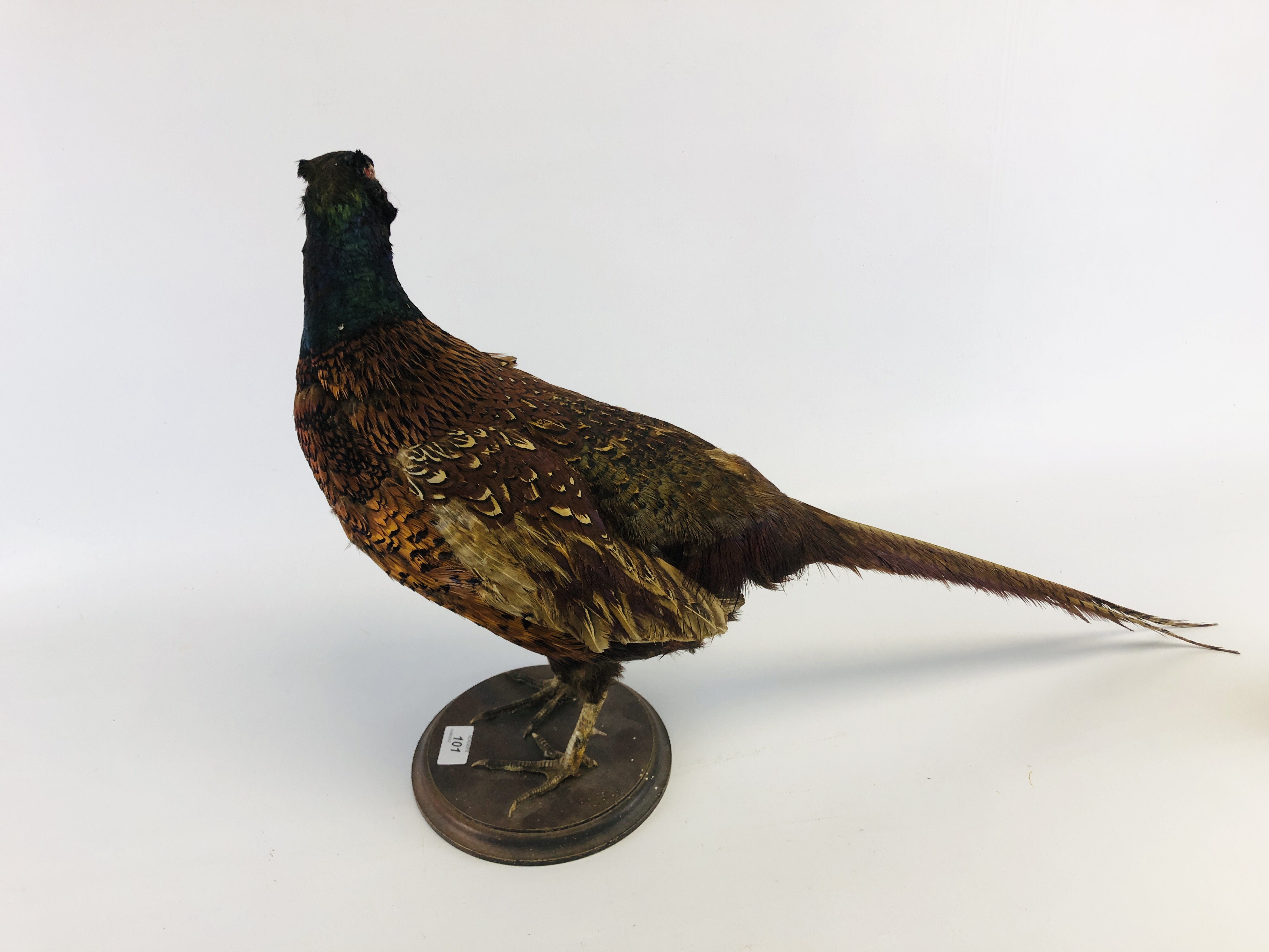 A TAXIDERMY STUDY OF A COCK PHEASANT ALONG WITH A CHINA STUDY OF A COCK PHEASANT - Image 6 of 7