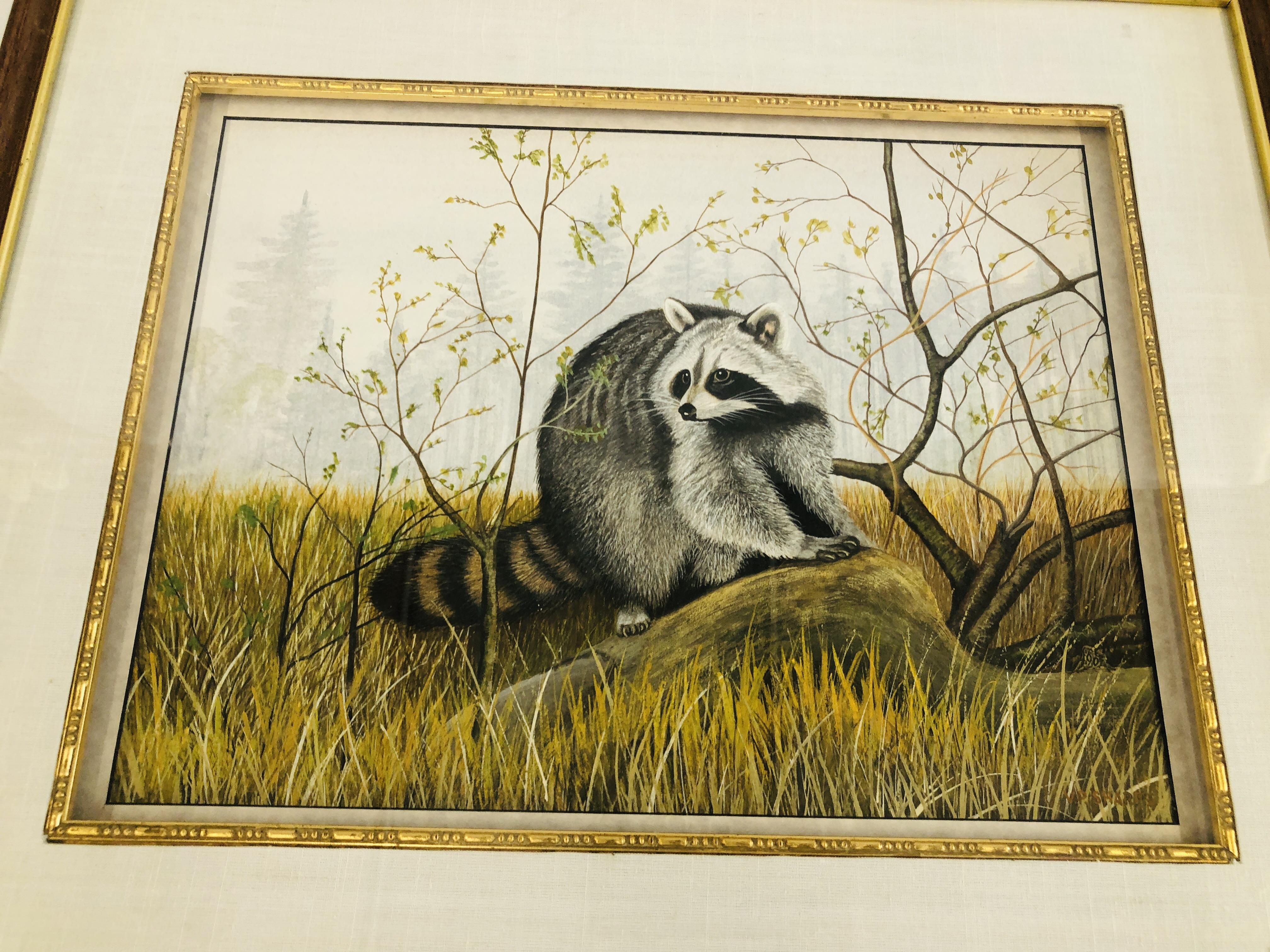 AN ORIGINAL WATERCOLOUR "RACOON" ON THE LOOKOUT BEARING SIGNATURE V.P. SHARPE - W 42CM X H 32CM. - Image 2 of 5